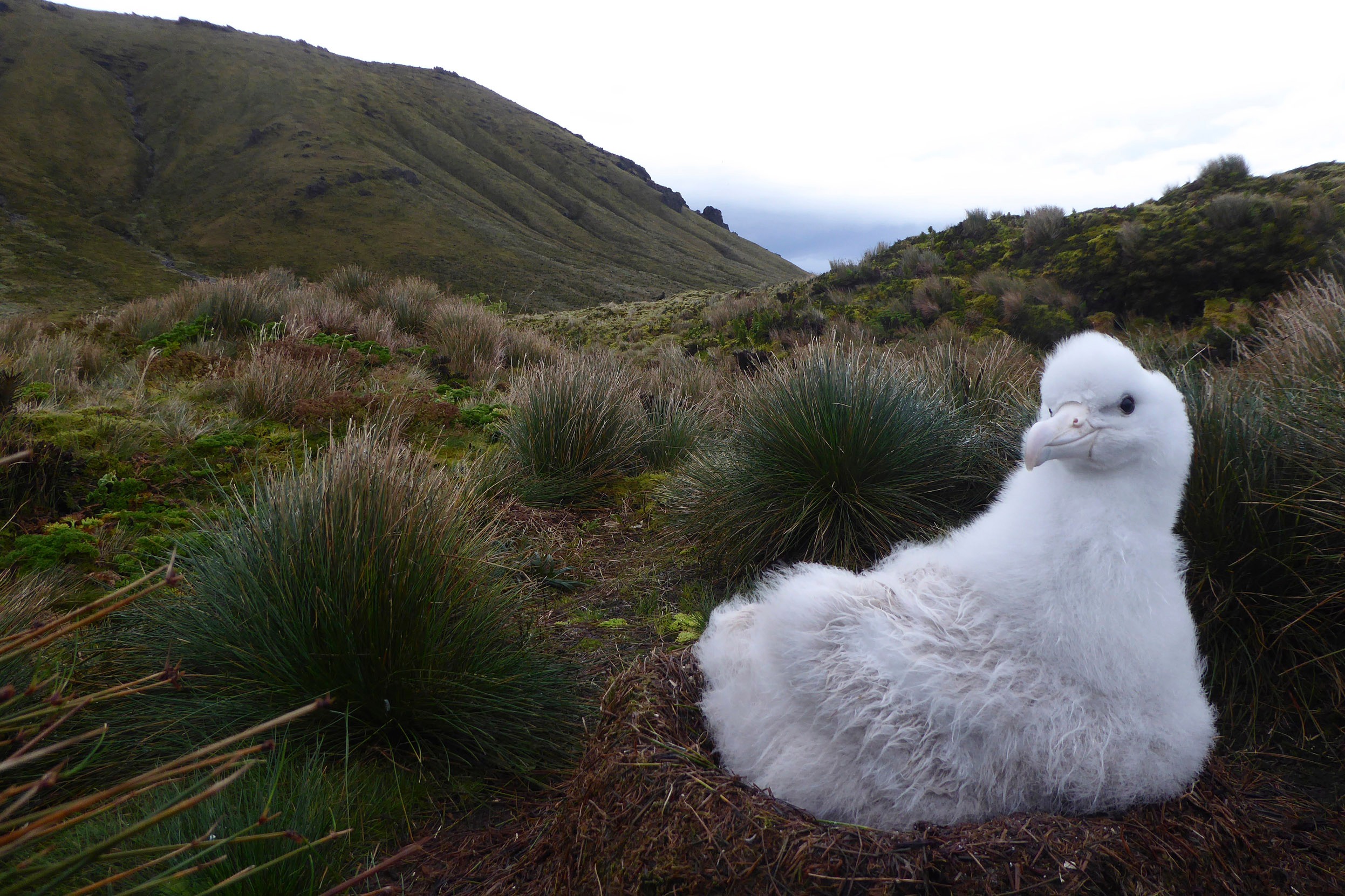 A Juvenile Tristan Albatross perched in their nest amongst the green hillsides of Gough Island.