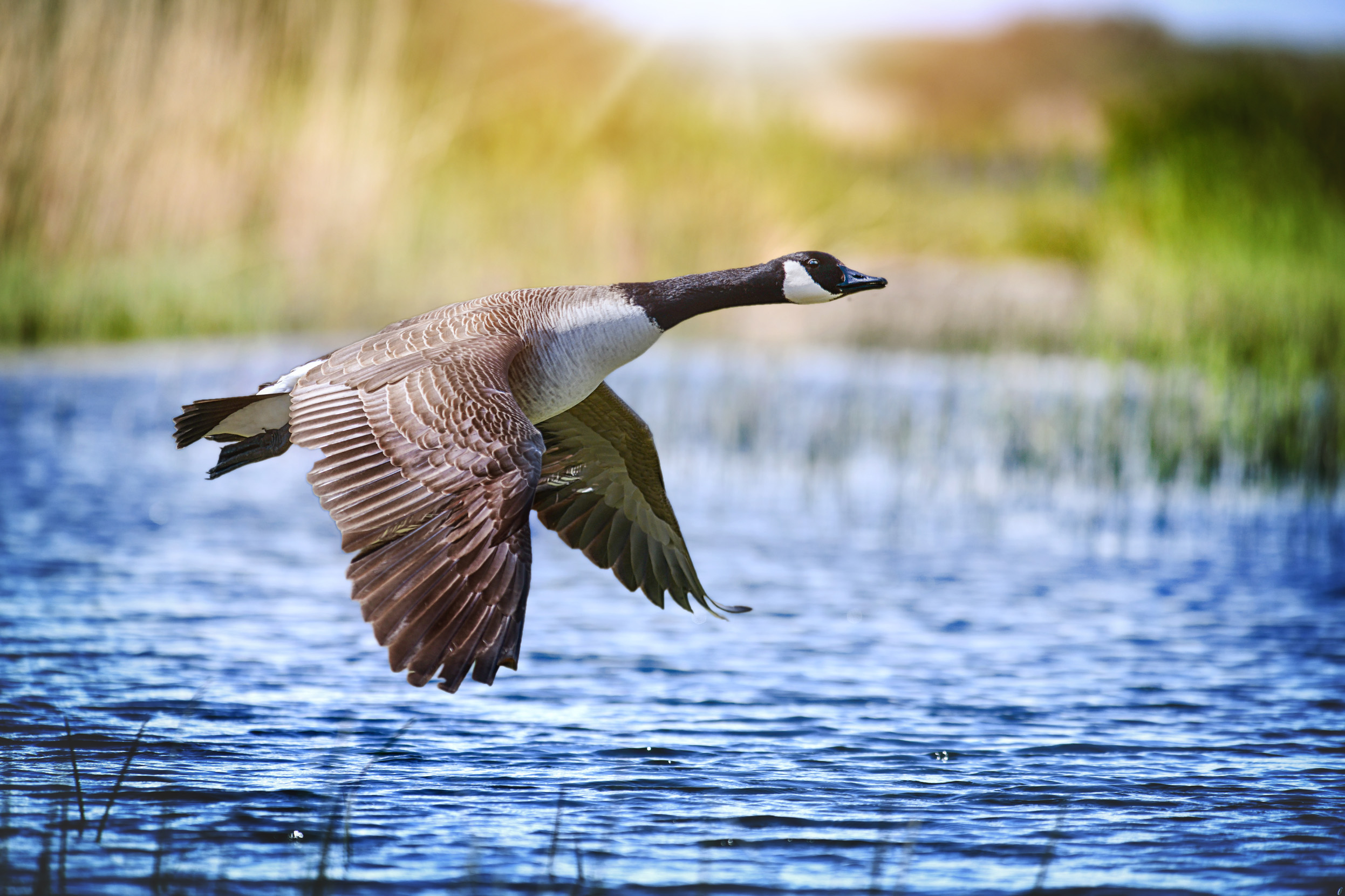 A lone Canada Goose low flying over a body of water with reedbeds surrounding. 