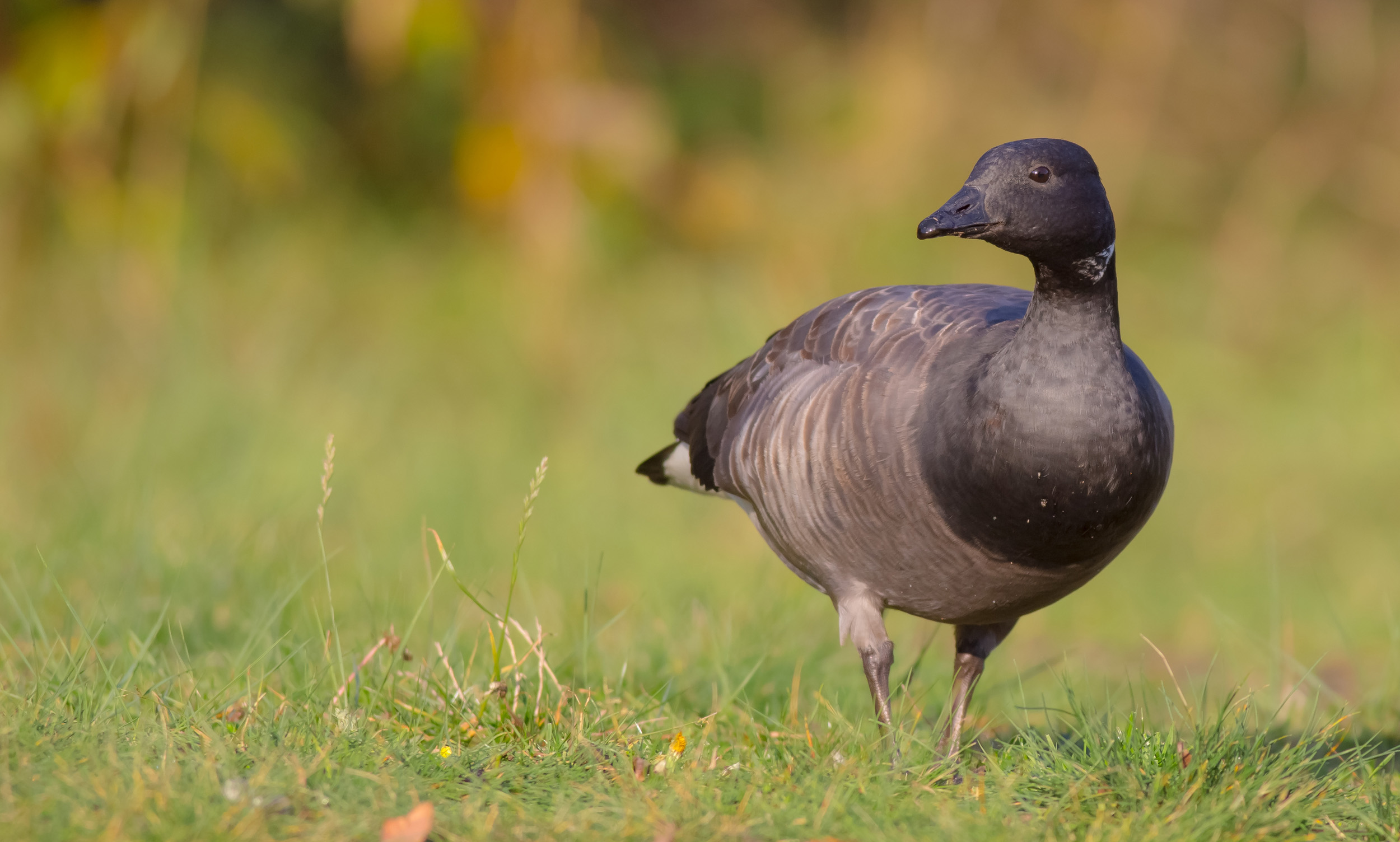 A lone Brent Goose stood in a grassy meadow.