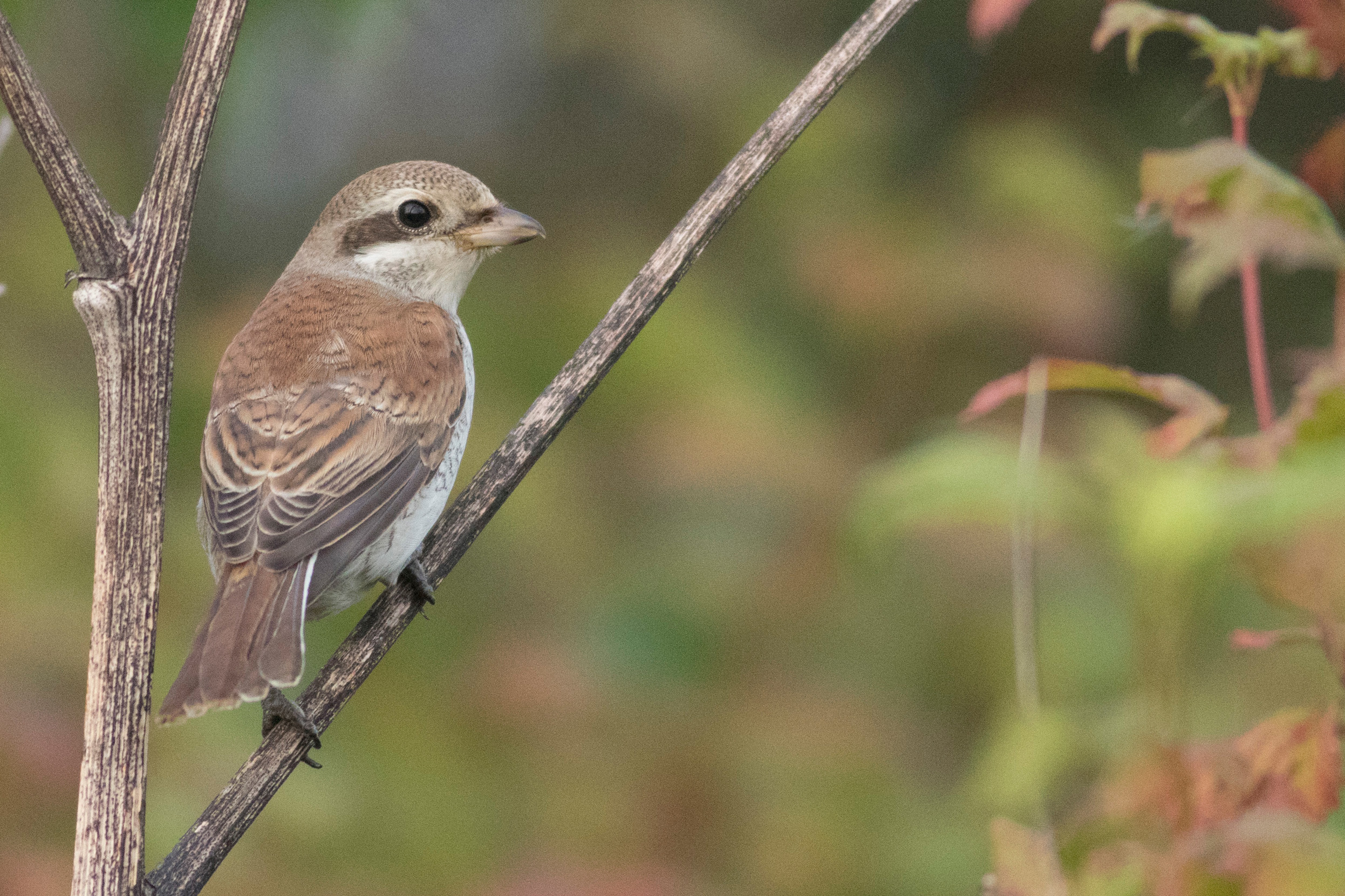 A female Red-backed Shrike sat on a tree branch.
