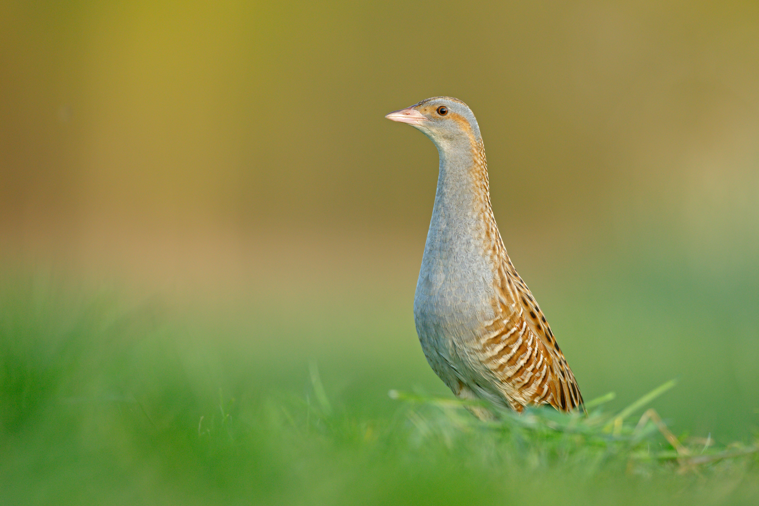 A lone Corncrake stood tall in a grassy meadow.