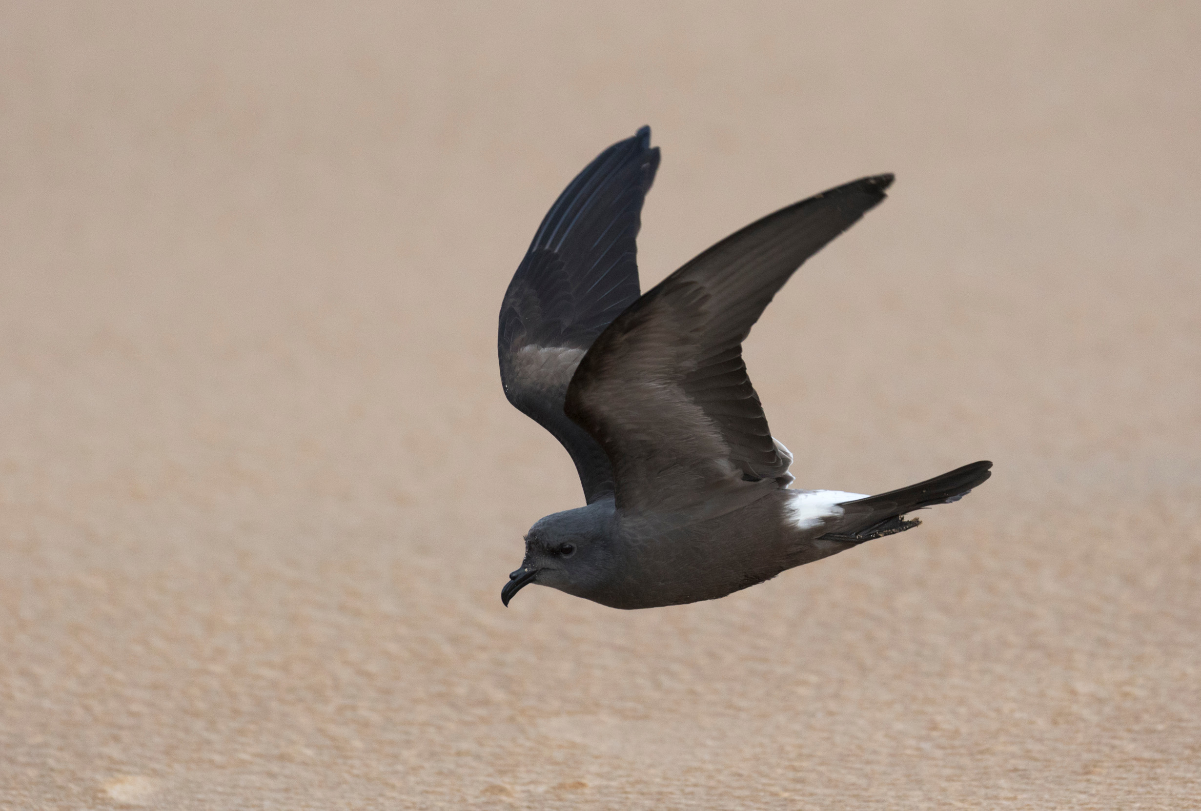 A lone Leach's Petrel with wings splayed in flight over a brown sea.