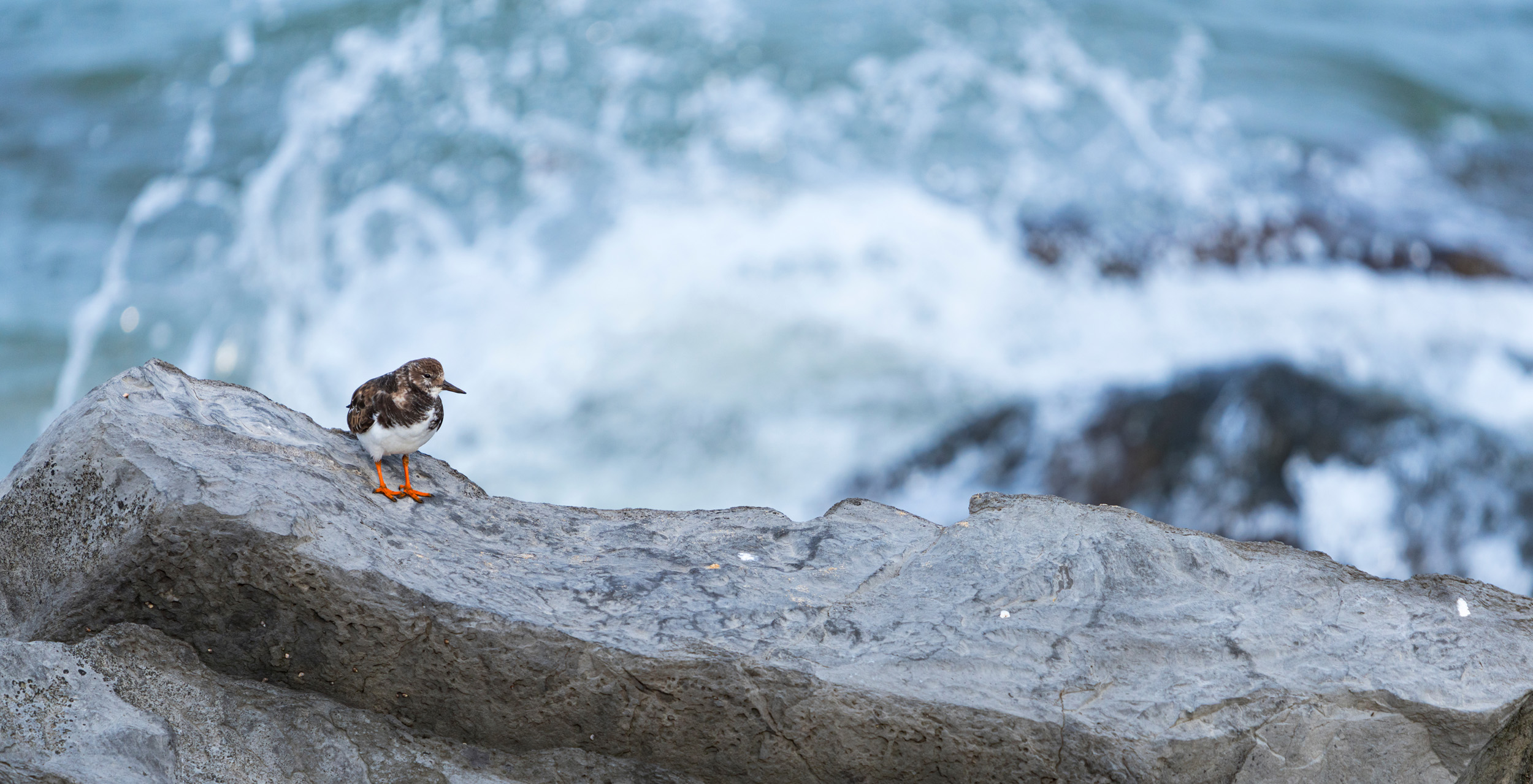 Lone Turnstone with summer plumage, stood on a rock with waves crashing below