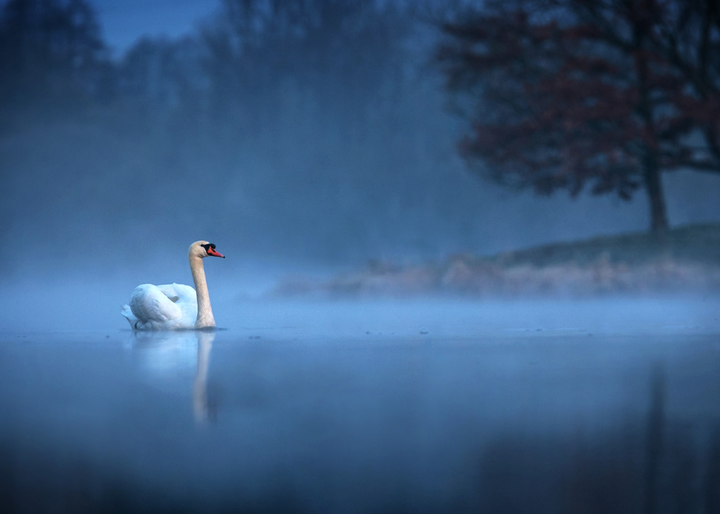 A Mute Swan swimming on a lake in misty early morning light.
