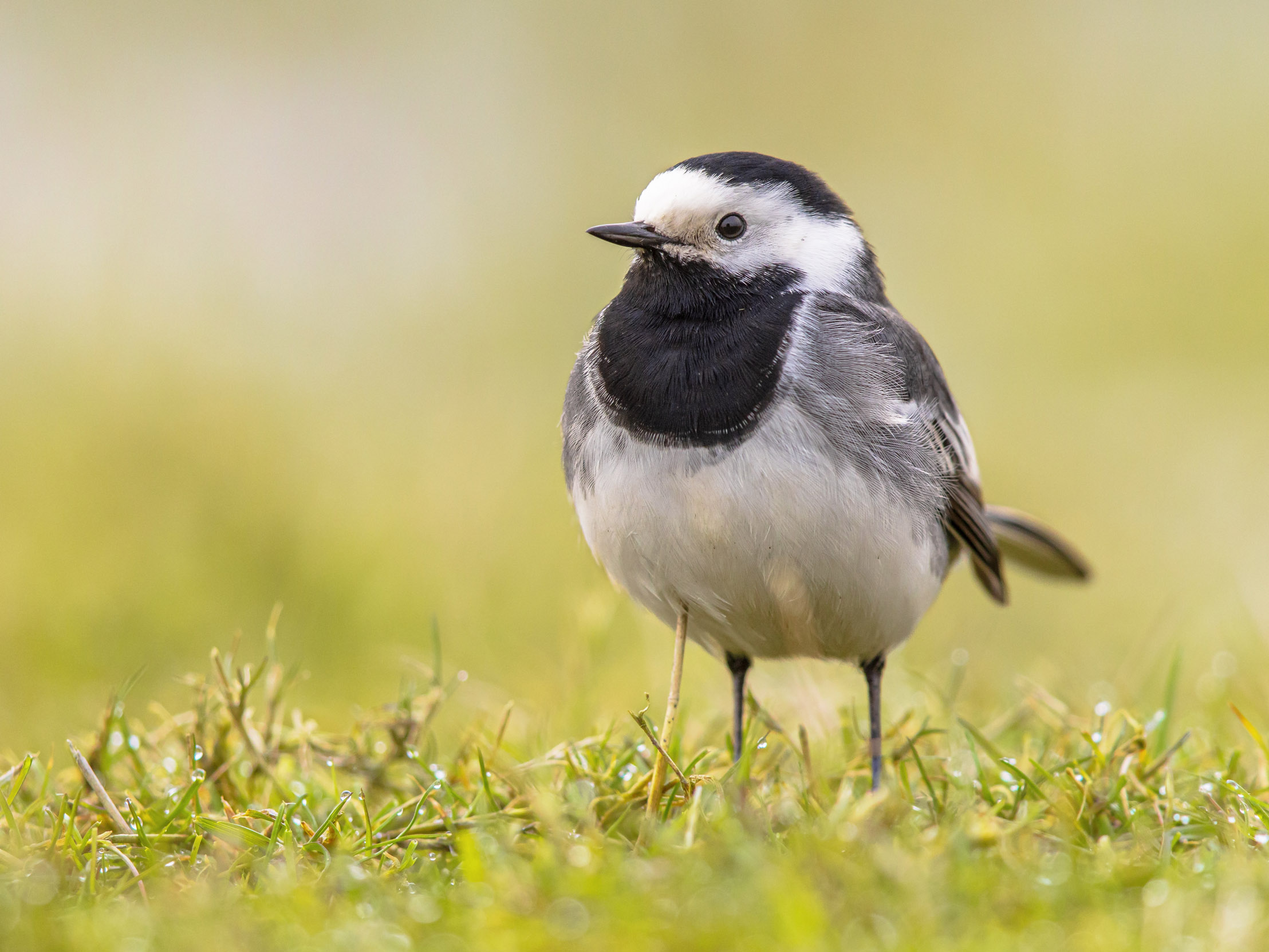 A lone Pied Wagtail stood on a mossy bed.
