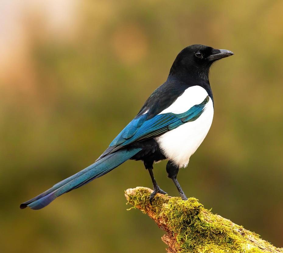 A lone Magpie perched on the end of a moss covered branch.