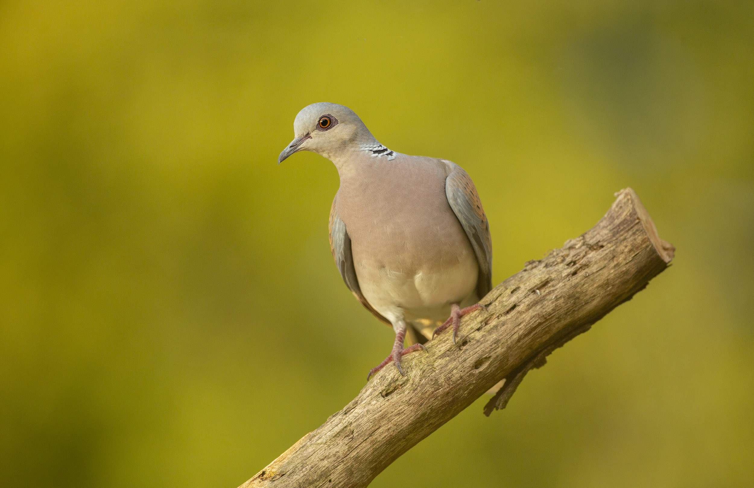 A lone Turtle Dove perched on a branch against a blurred forest background.