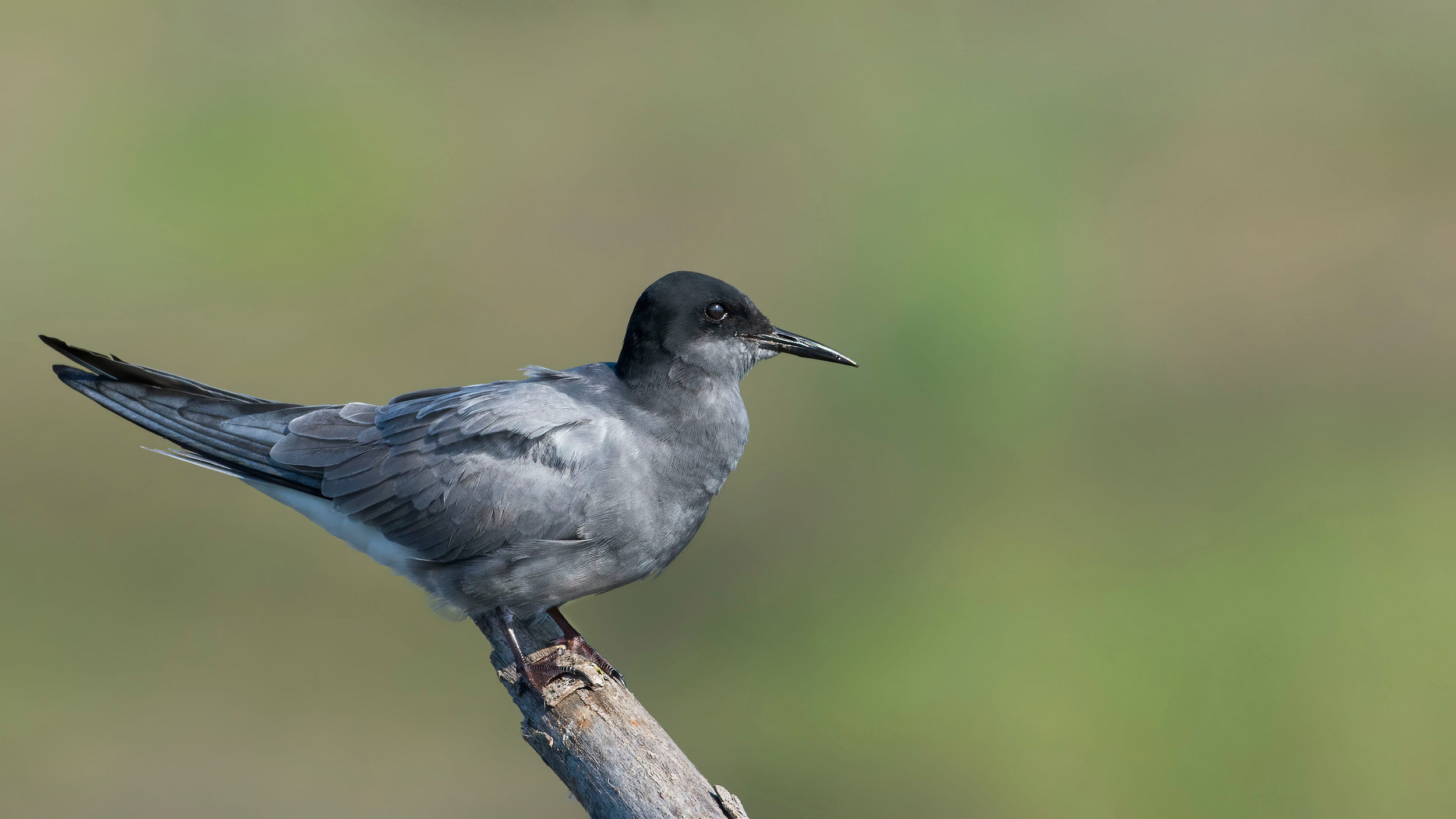A Black Tern perched on a branch with a blurred woodland background.