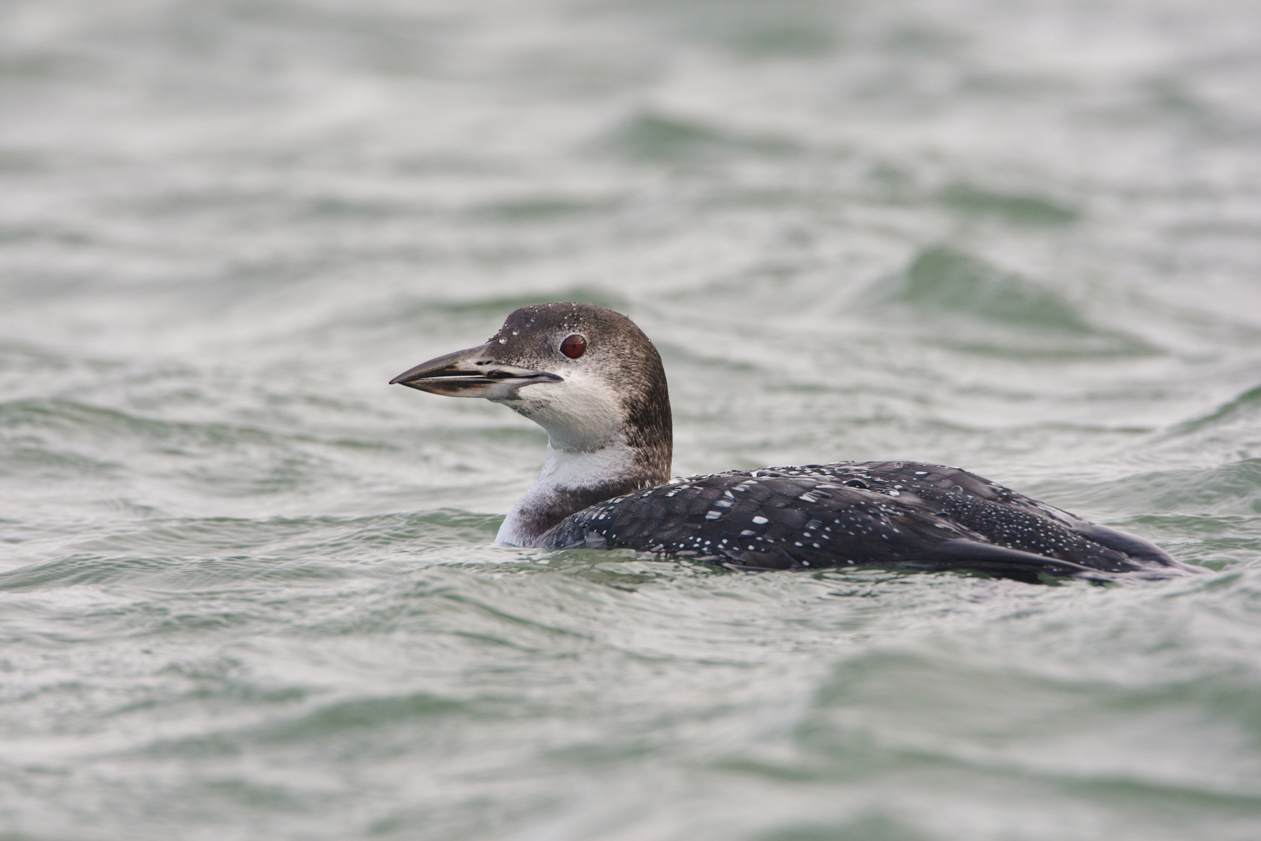 Great Northern Diver in winter plumage swimming on choppy water.