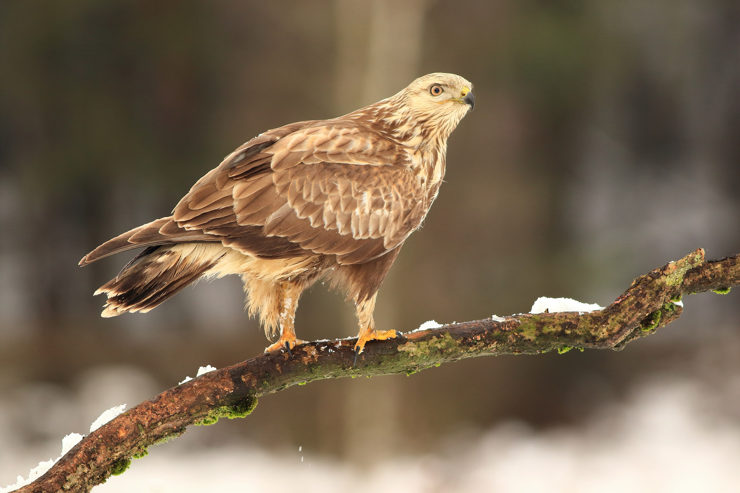 A Rough-legged Buzzard perched on a branch, surrounded by snow.