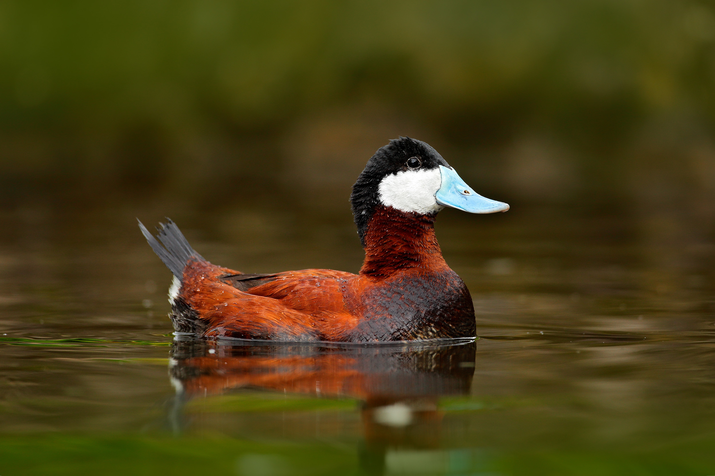 A male Ruddy Duck swimming on a body of water.