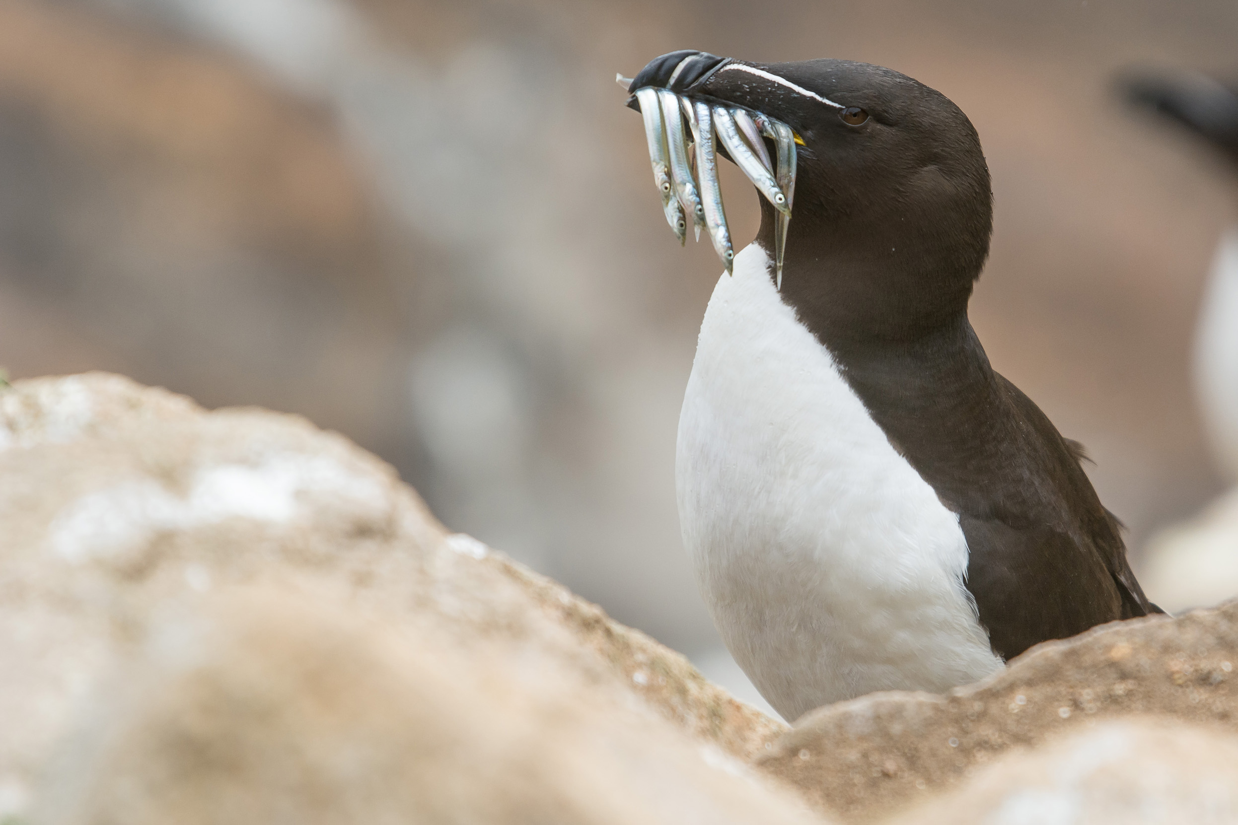 A lone Razorbill stood in amongst rocks with Sand Eels in their mouth. 