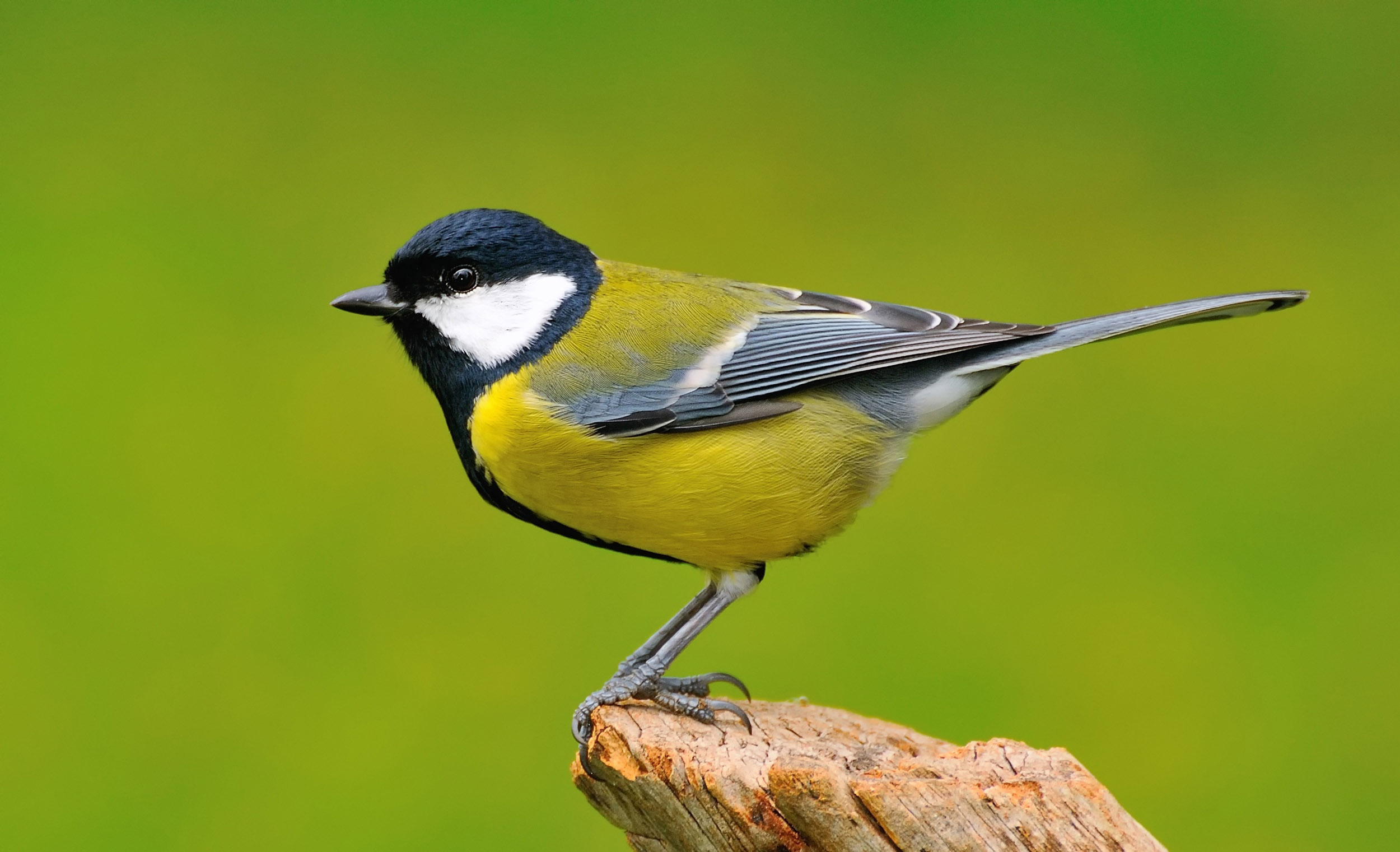 A lone Great Tit perched on a branch against a green background.