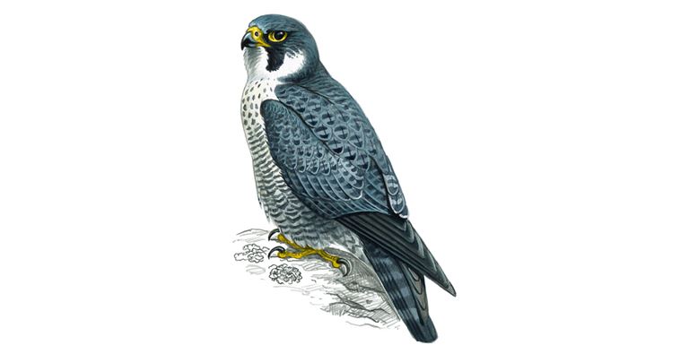 Illustration of a Peregrine Falcon .
