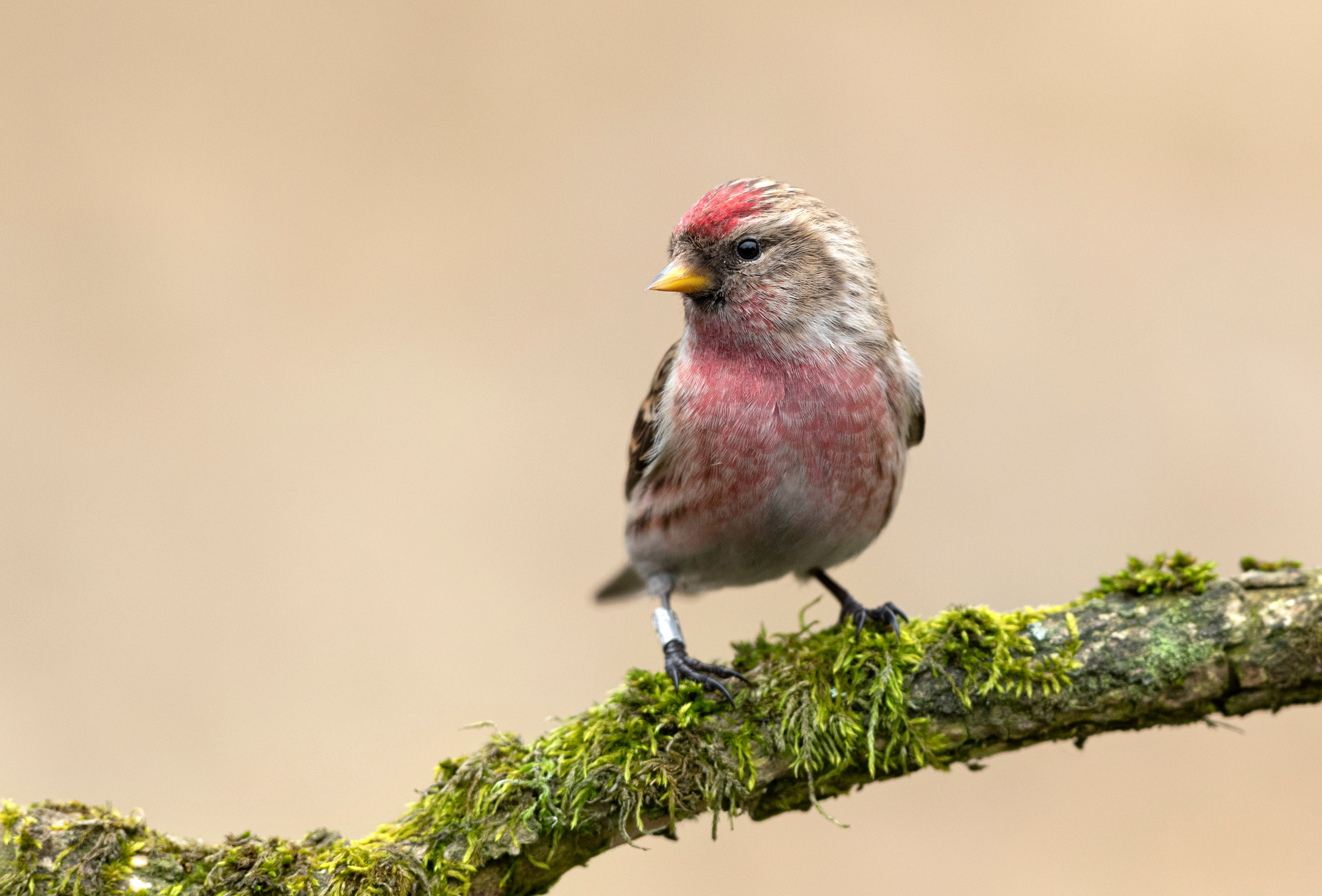 A lone Redpoll perched on a moss covered branch.