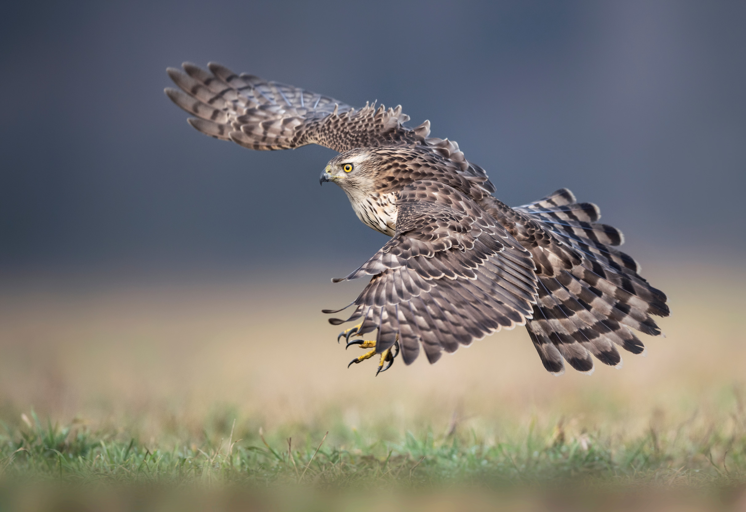 A close-up view of a juvenile Goshawk with its talons out, ready to land.