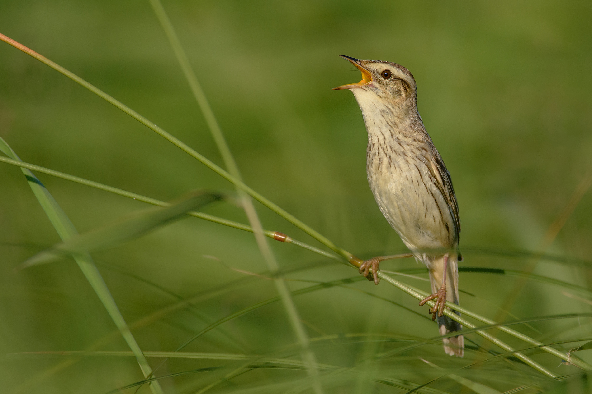 An Aquatic Warbler singing in amongst reeds.