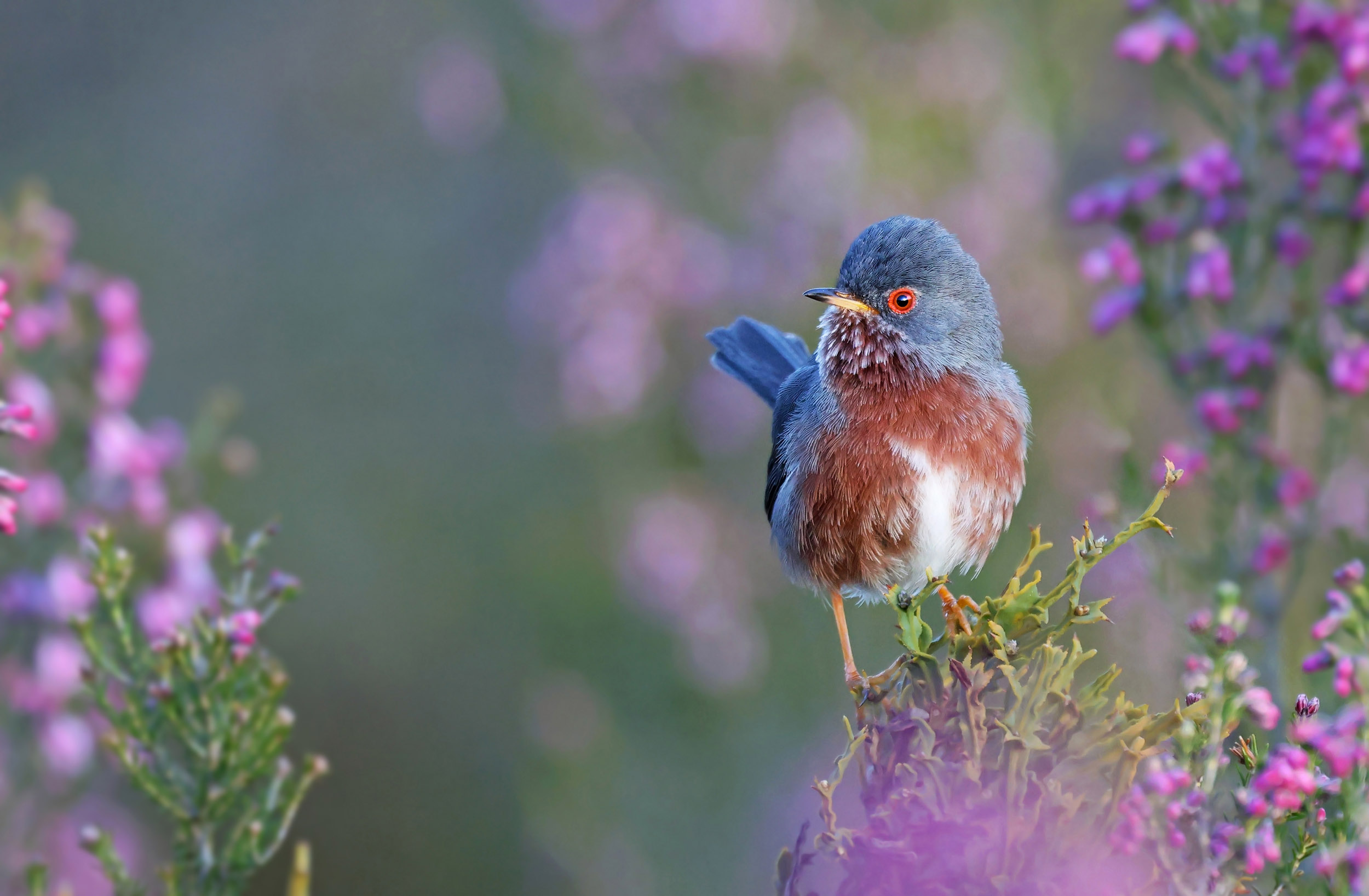 A Dartford Warbler perched on the top of pink flowers.