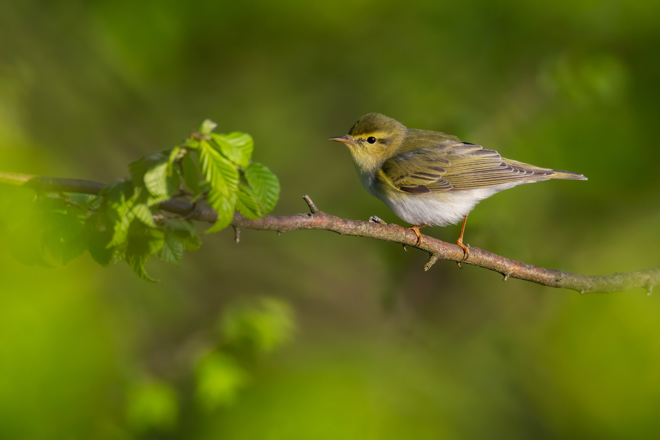 A Wood Warbler stood in a tree surrounded by green leaves. 