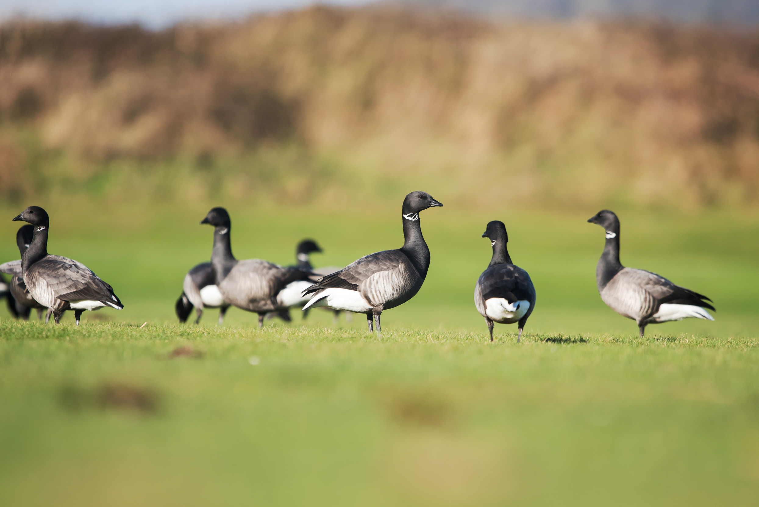 Eight Brent Geese standing together in a field of grass.