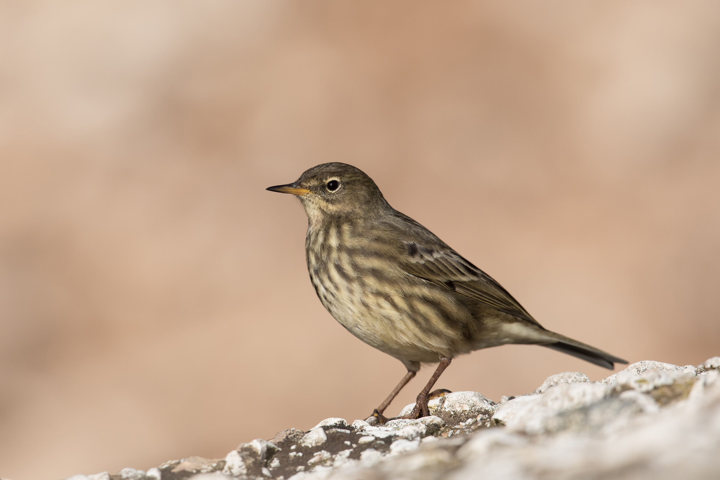 A lone Rock Pipit stood on the edge of a rock.