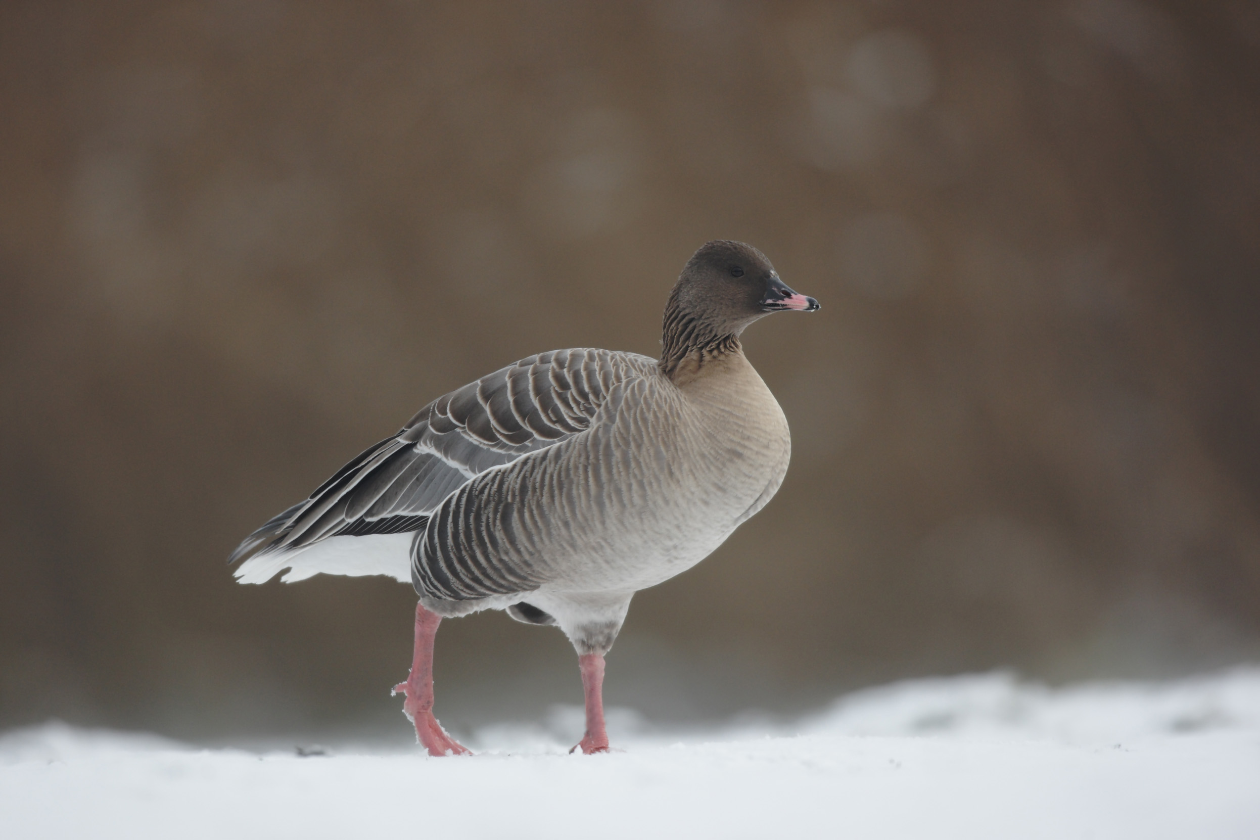 Lone Pink-footed Goose, walking through snow