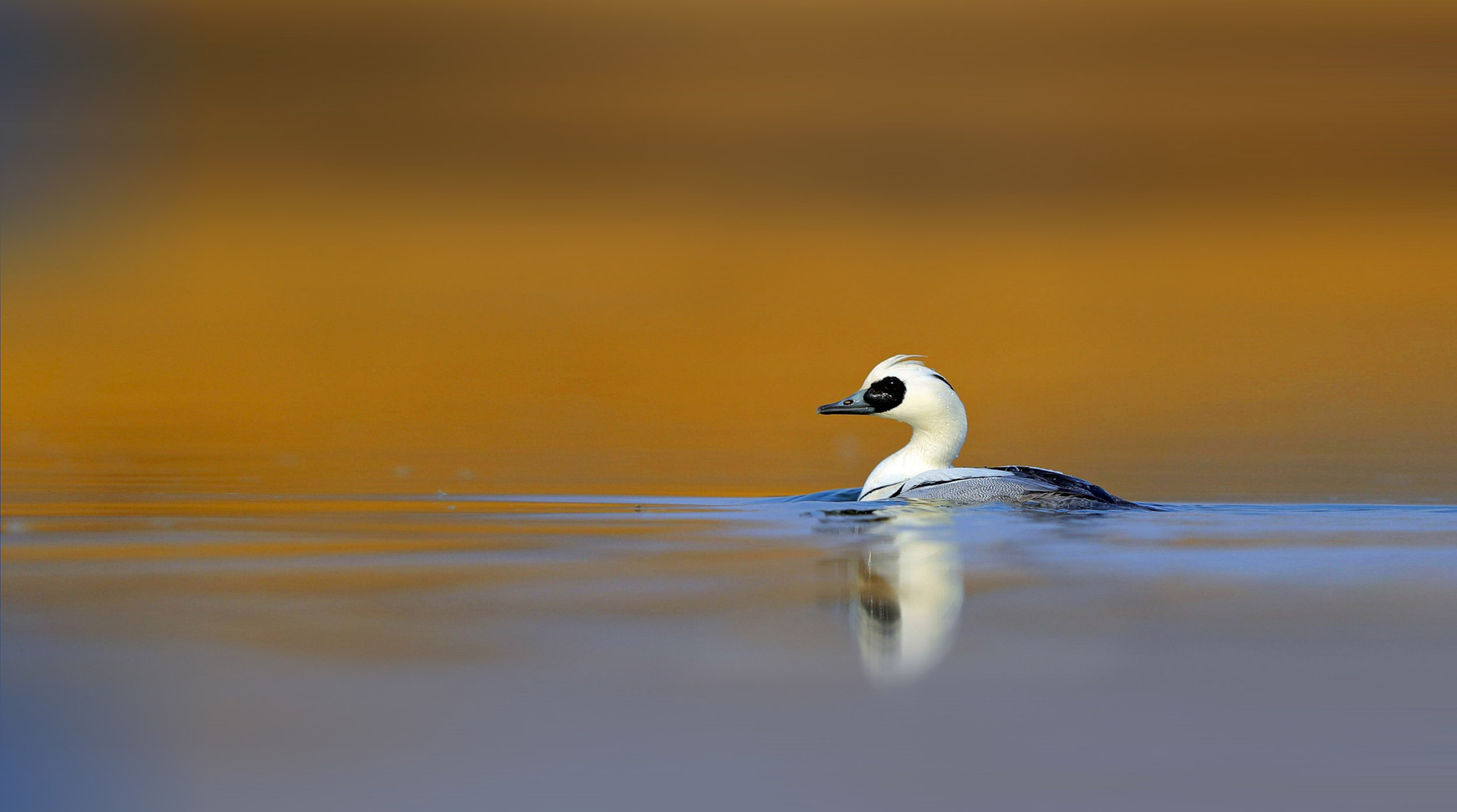 A lone Smew swimming across still water with an orange reflection.