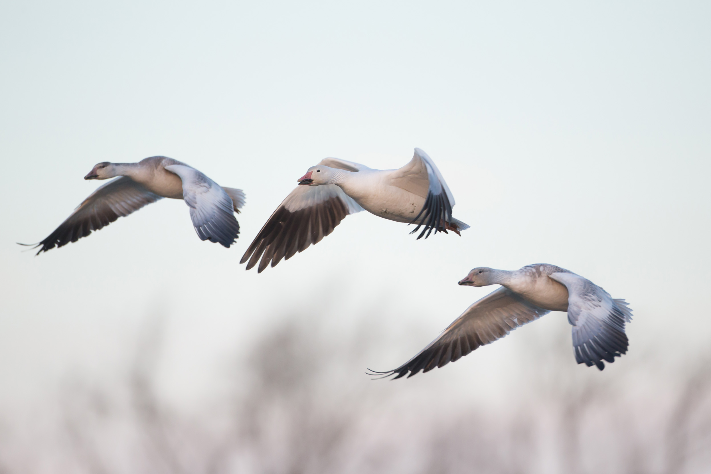 Three Snow Geese flying in formation against a snowy sky. 