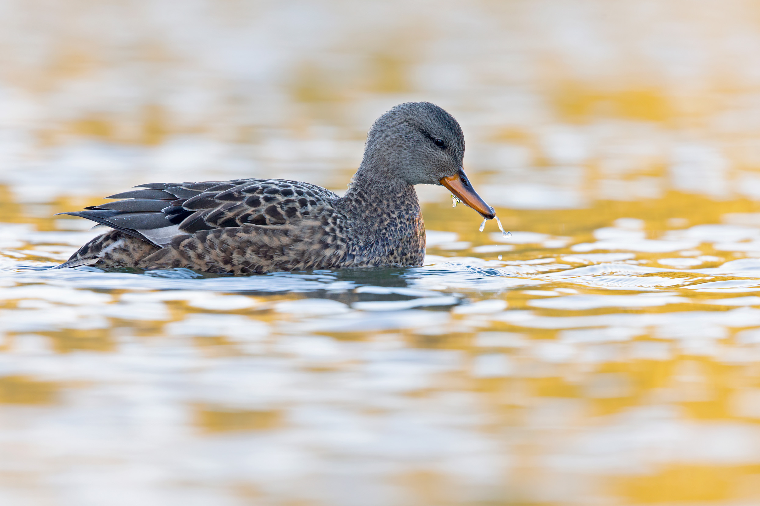 Female Gadwall floating on rippled water, reflecting a golden colour from above