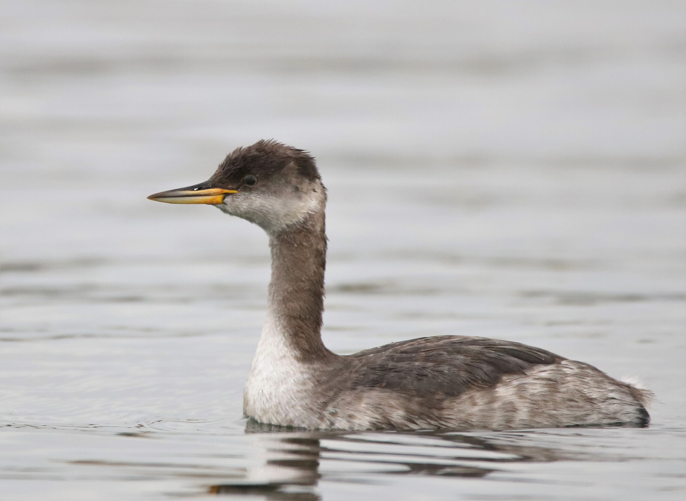 Red Necked Grebe in winter plumage swimming on water.