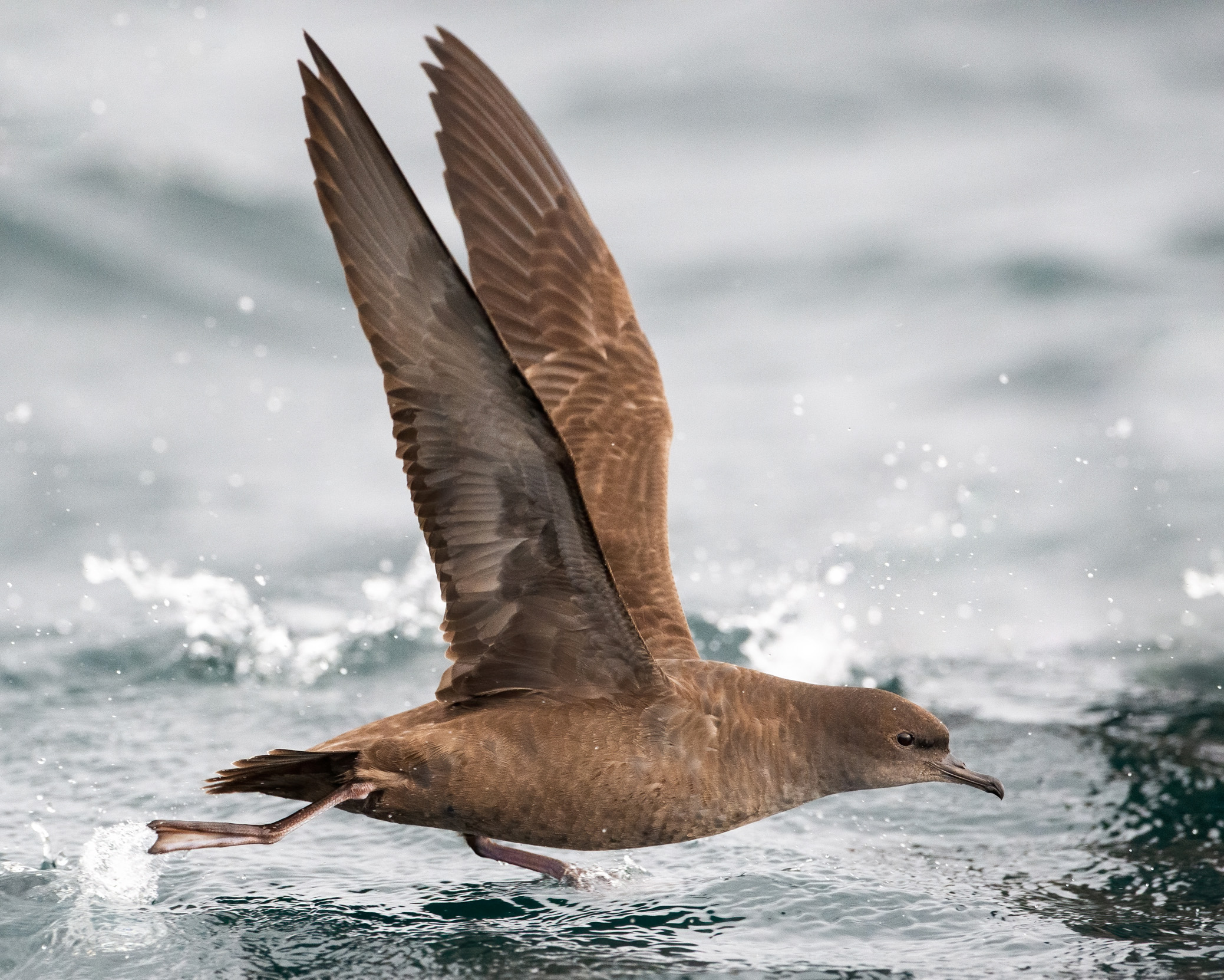 A Sooty Shearwater taking off from a body of water.