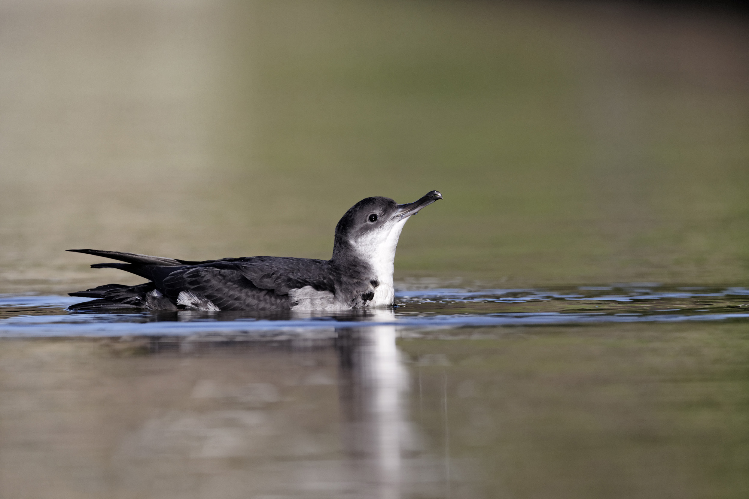 Manx Shearwater swimming on a body of water.