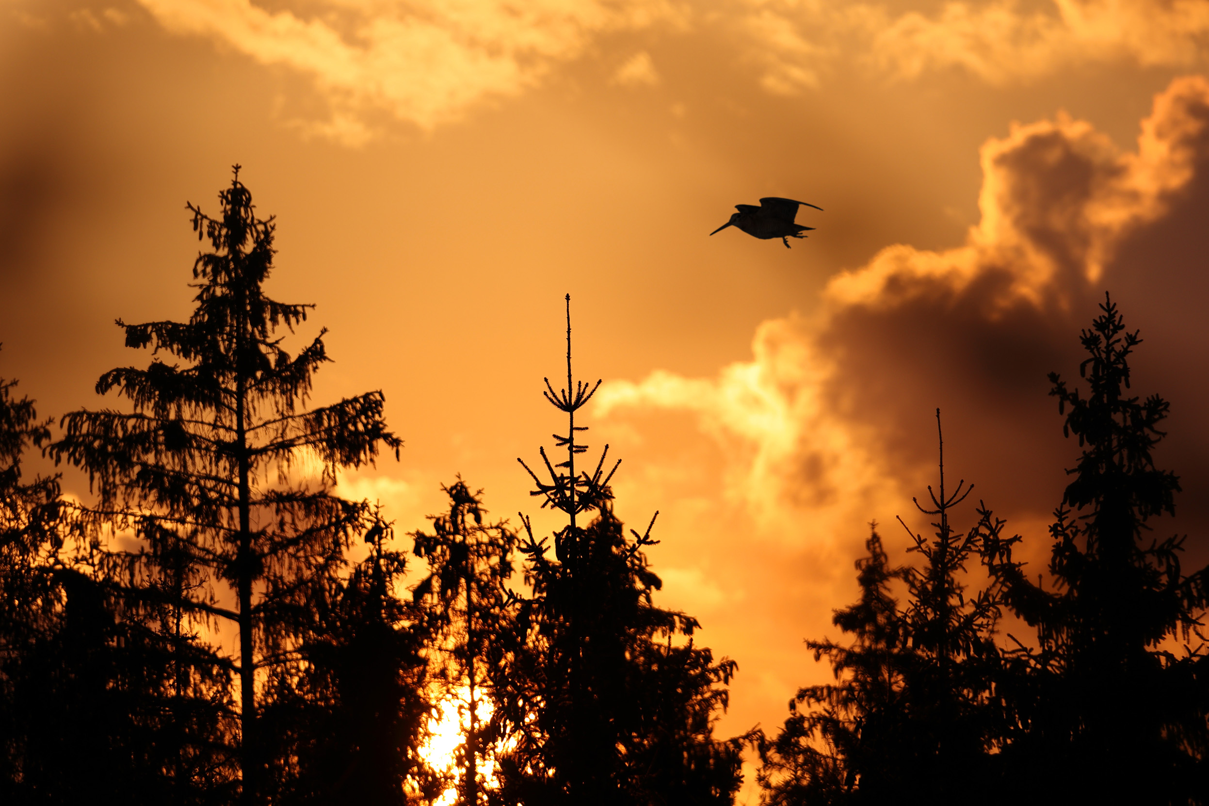 A lone Woodcock flying overhead in a golden sunset.