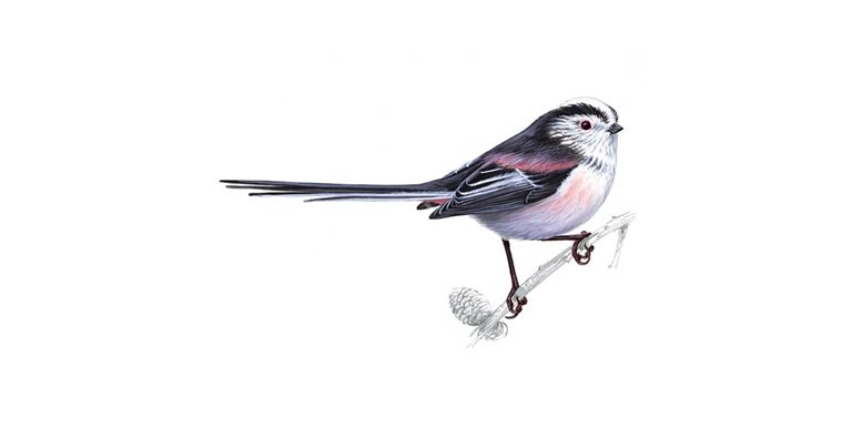 An illustration of a Long-tailed Tit.