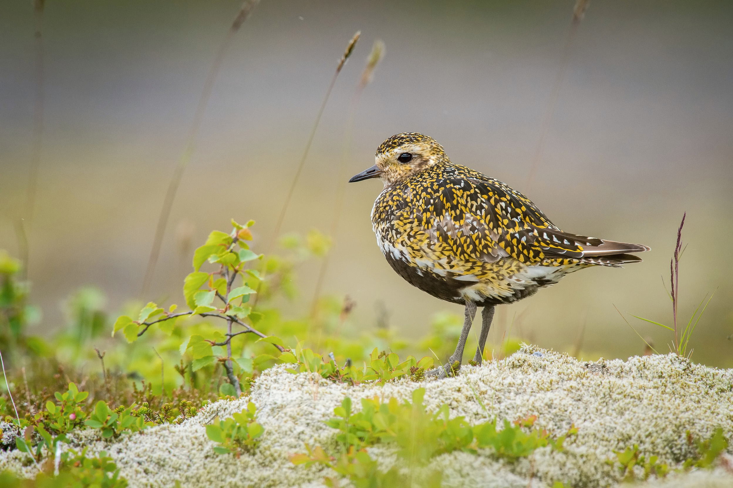 A Golden Plover perched on a sandy rock surrounded by small leafy twigs.