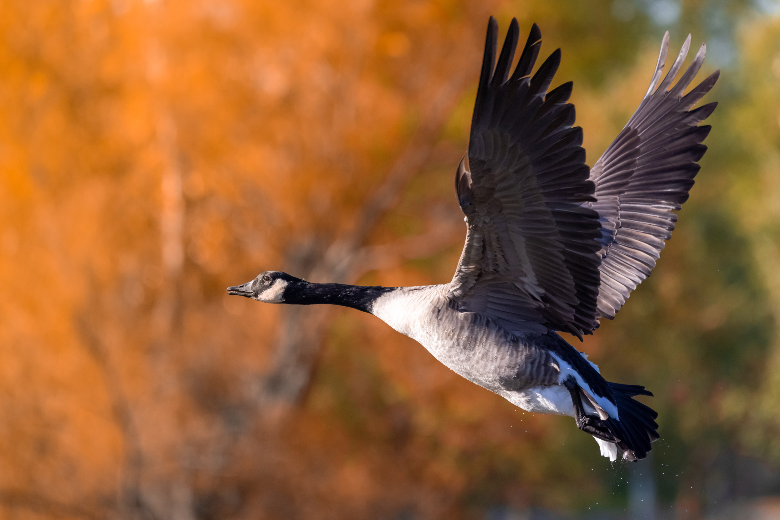 A Canadian Goose in mid flight with an autumnal background.