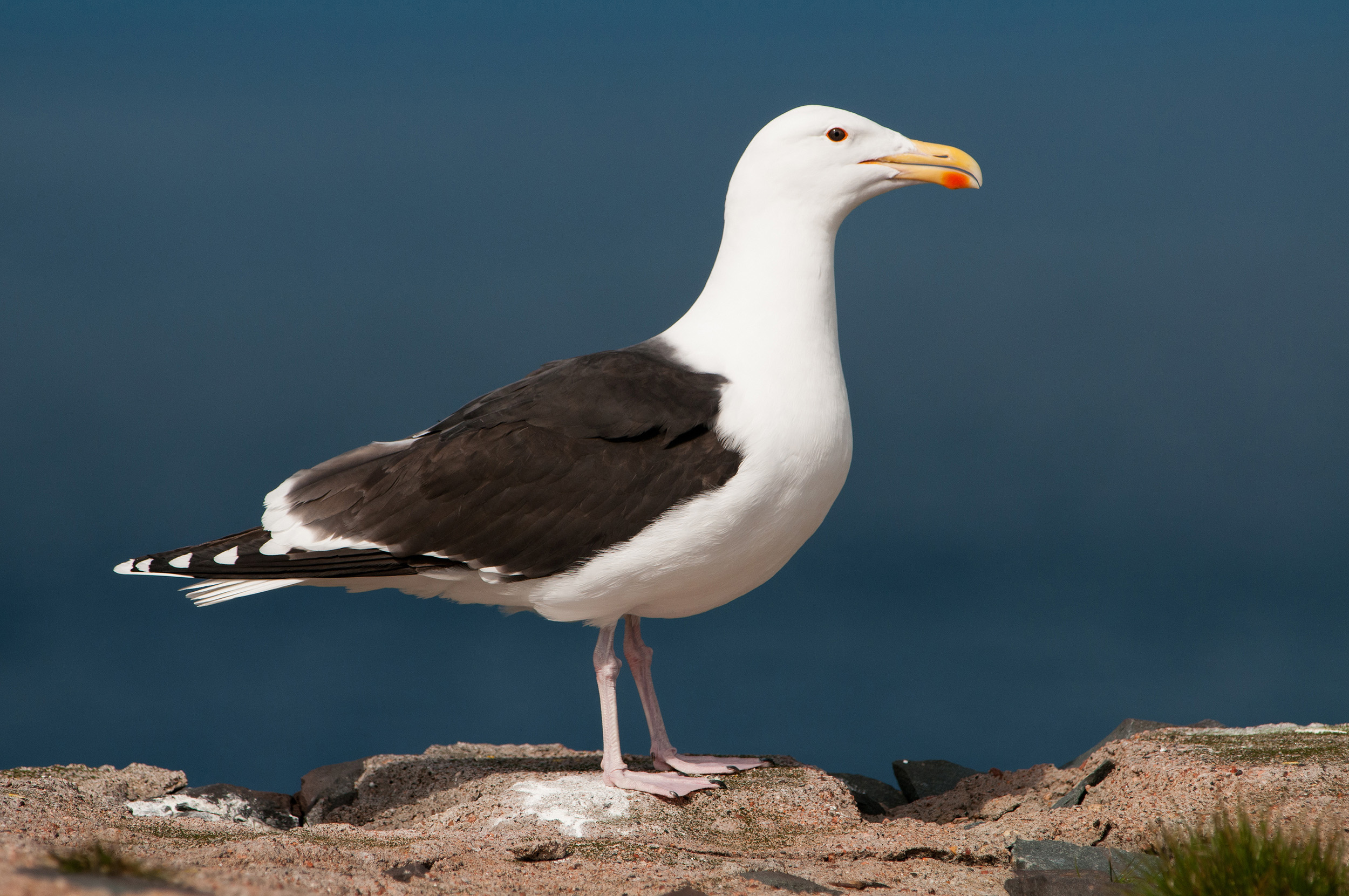 A lone Great Black-backed Gull stood on the edge of a rock overlooking the sea.