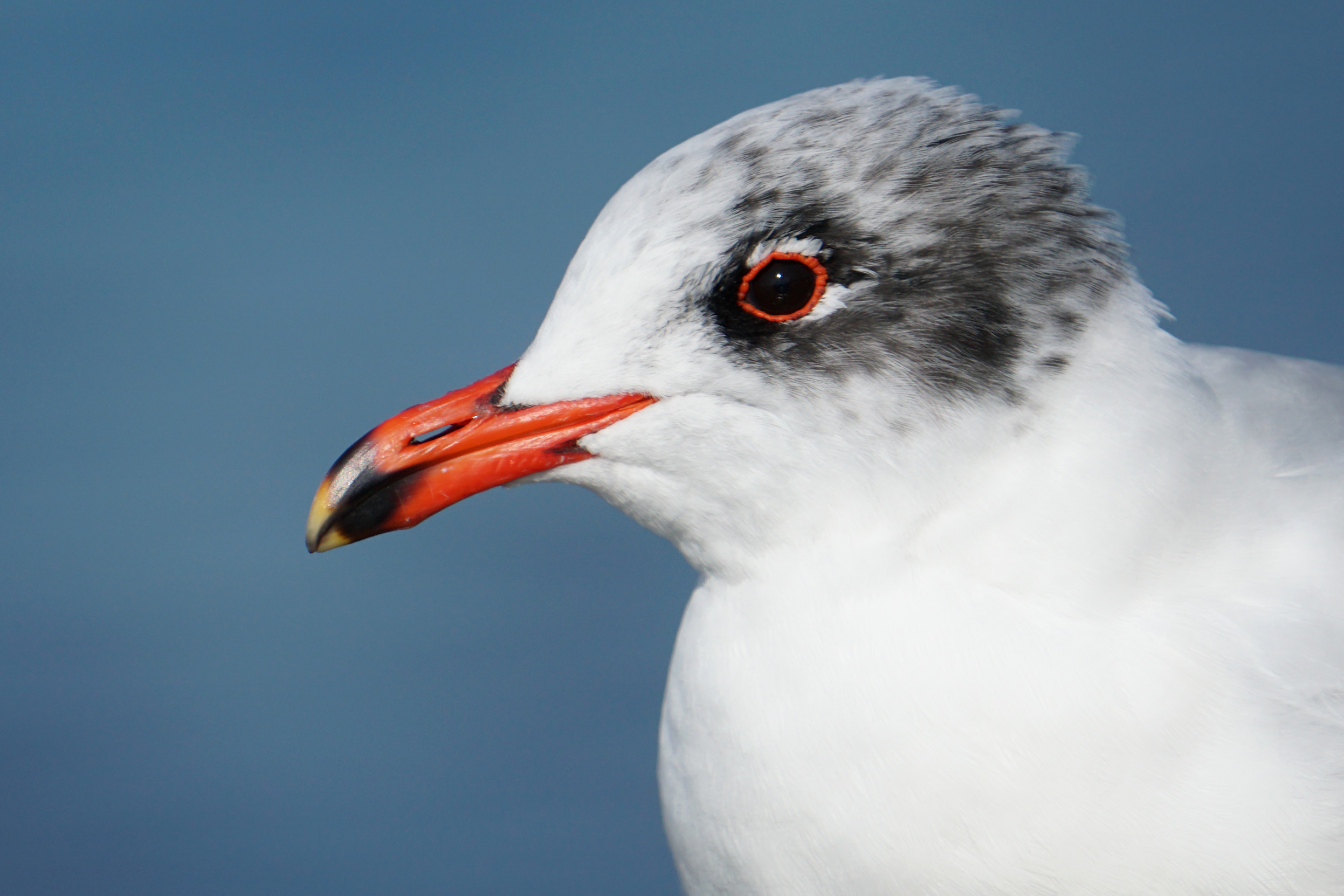 The close up view of a Mediterranean Gull in winter plumage head.