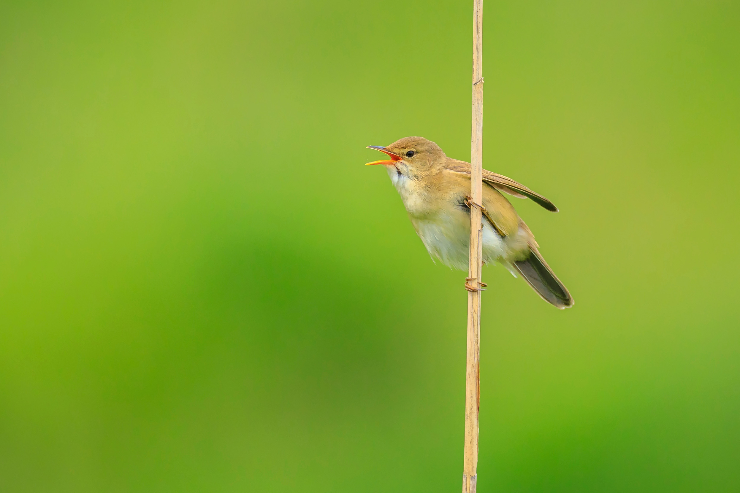 Marsh Warbler singing on a lone reed.
