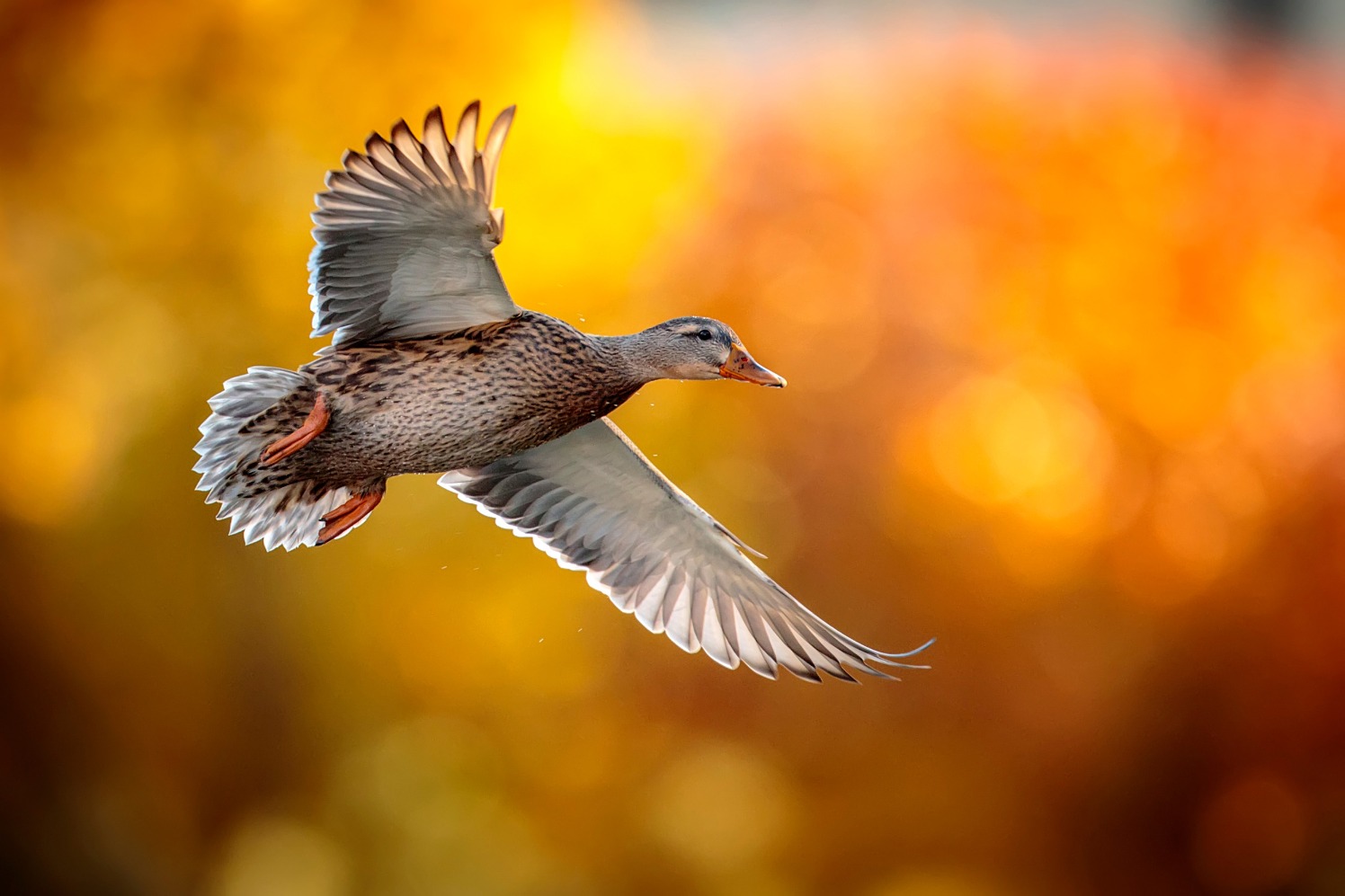 A female Mallard flying against a background autumnal trees.