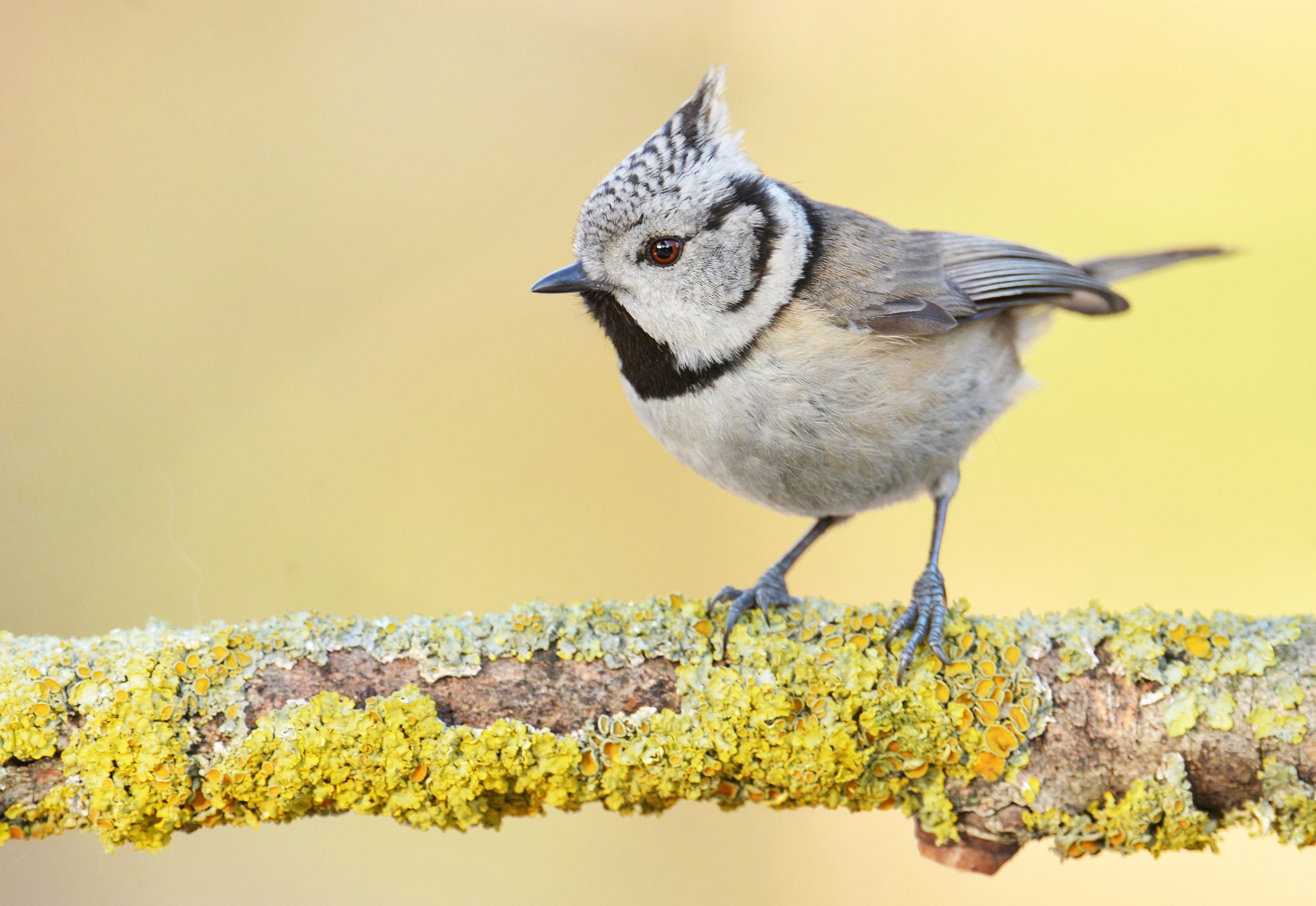 A Crested Tit perched on a yellow lichen covered branch.