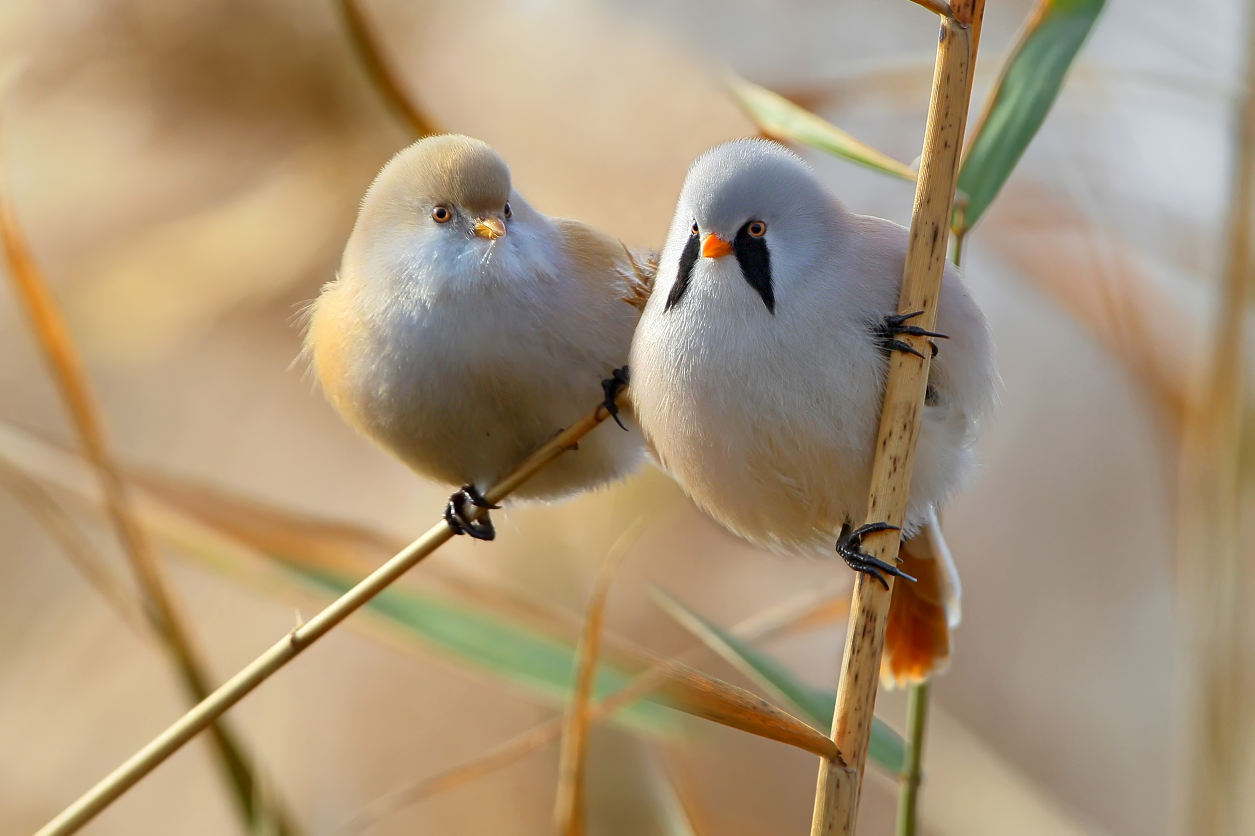 Pair of Bearded Tits perching on reeds