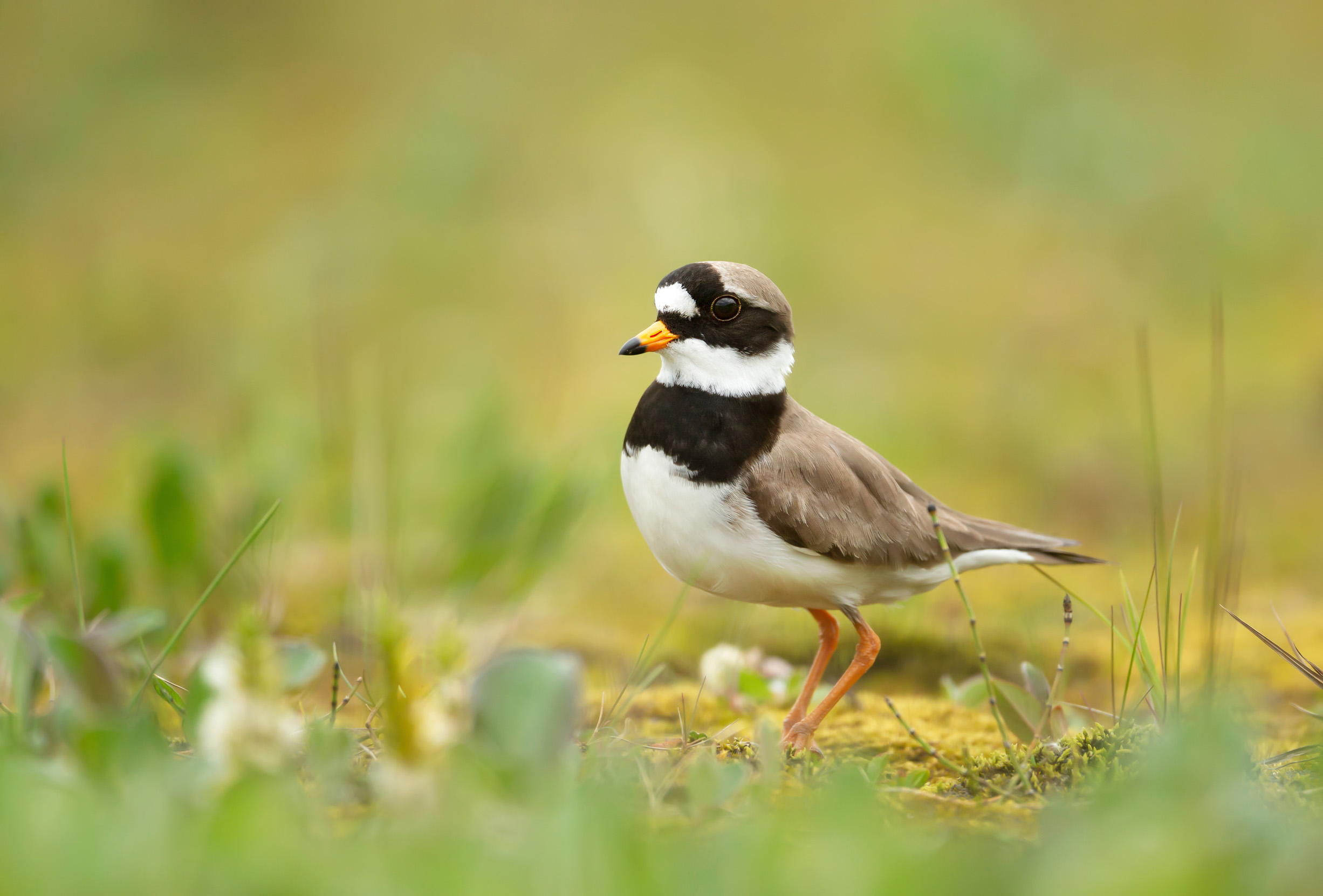 Lone Ringed Plover in summer plumage, walking over mossy and grassy ground