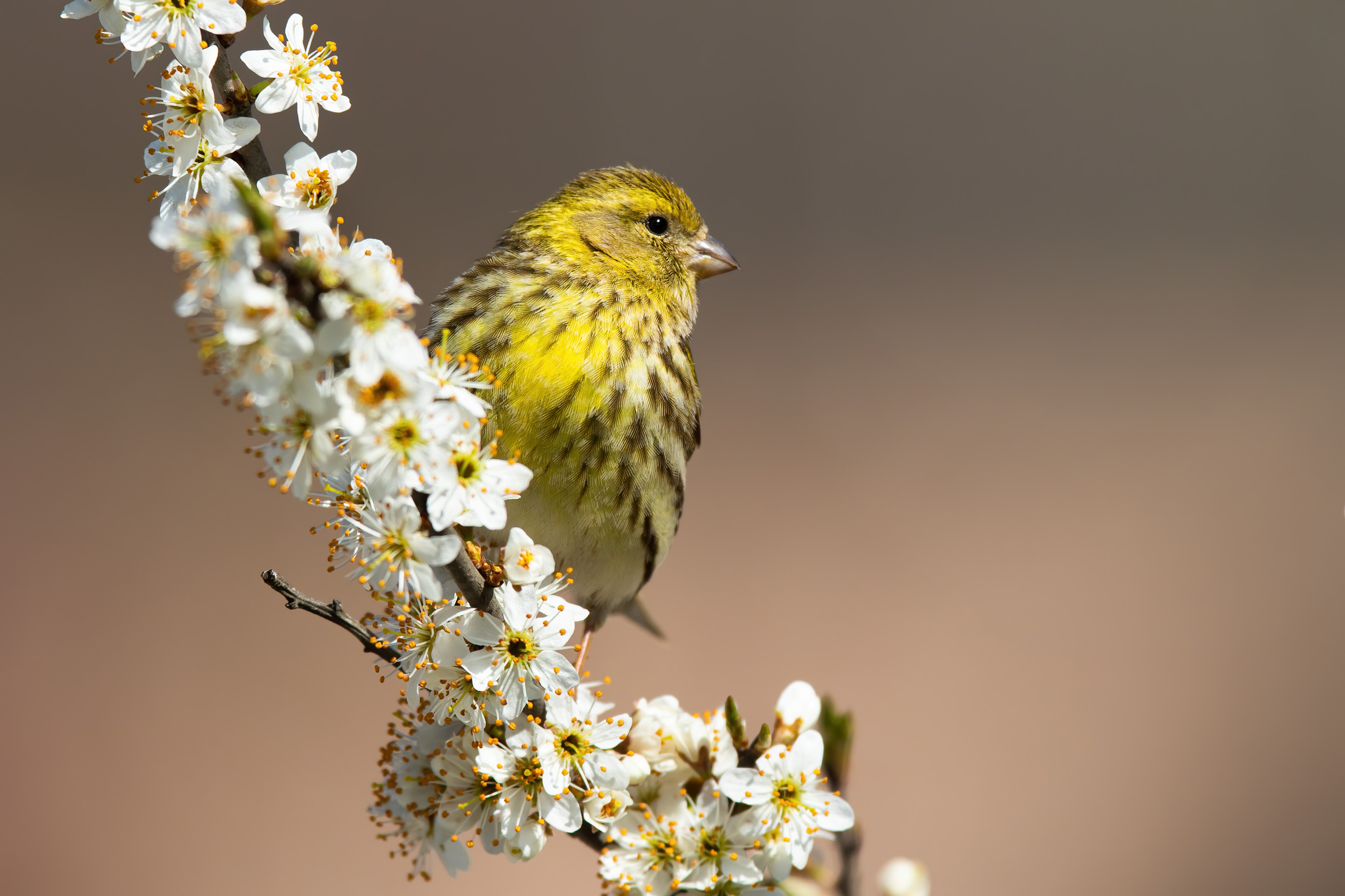 A lone Serin perched on a branch covered in white flower blossom.