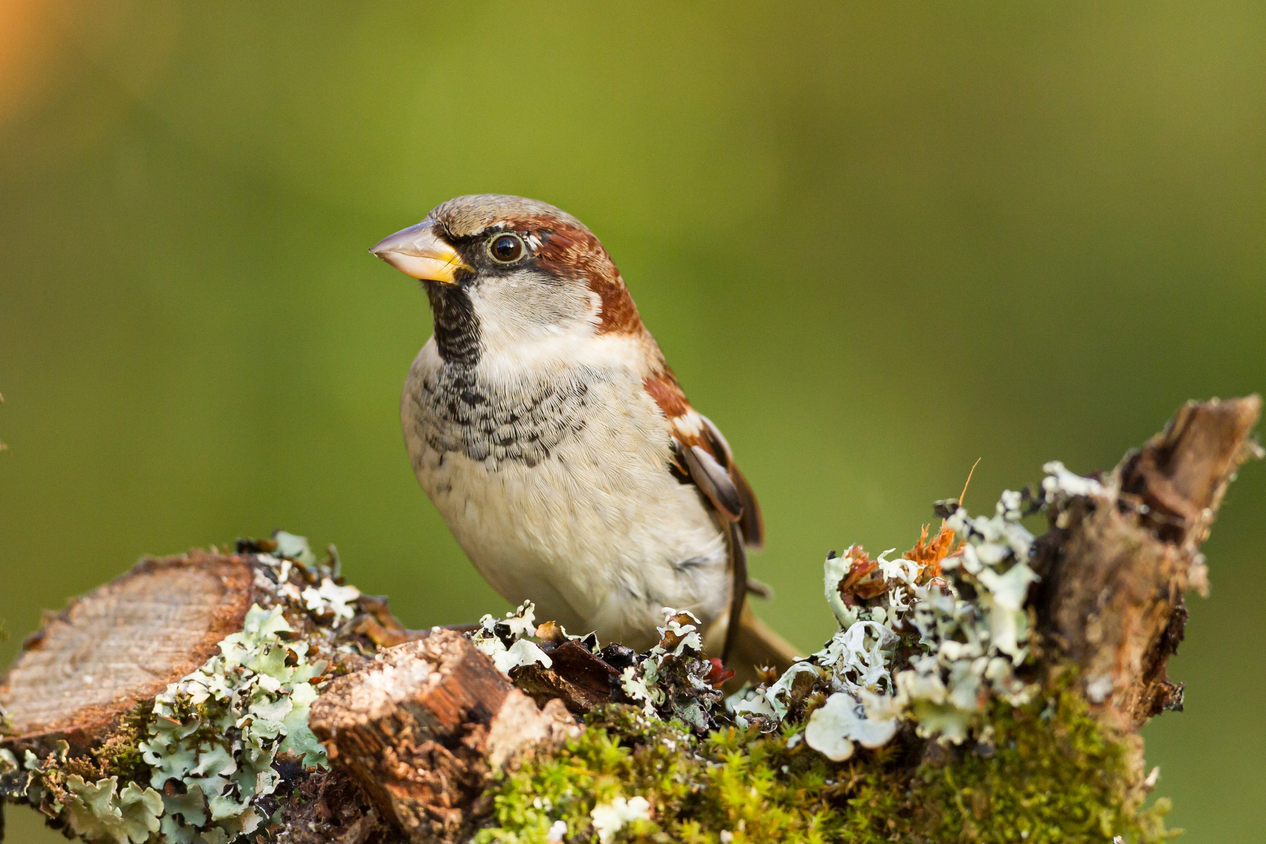 A lone House Sparrow perched on a lichen covered log.