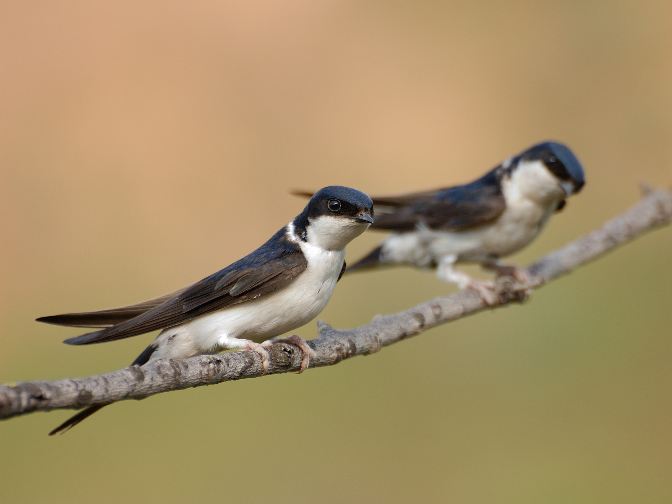 A pair of House Martins perched on a branch together against a blurred background. 