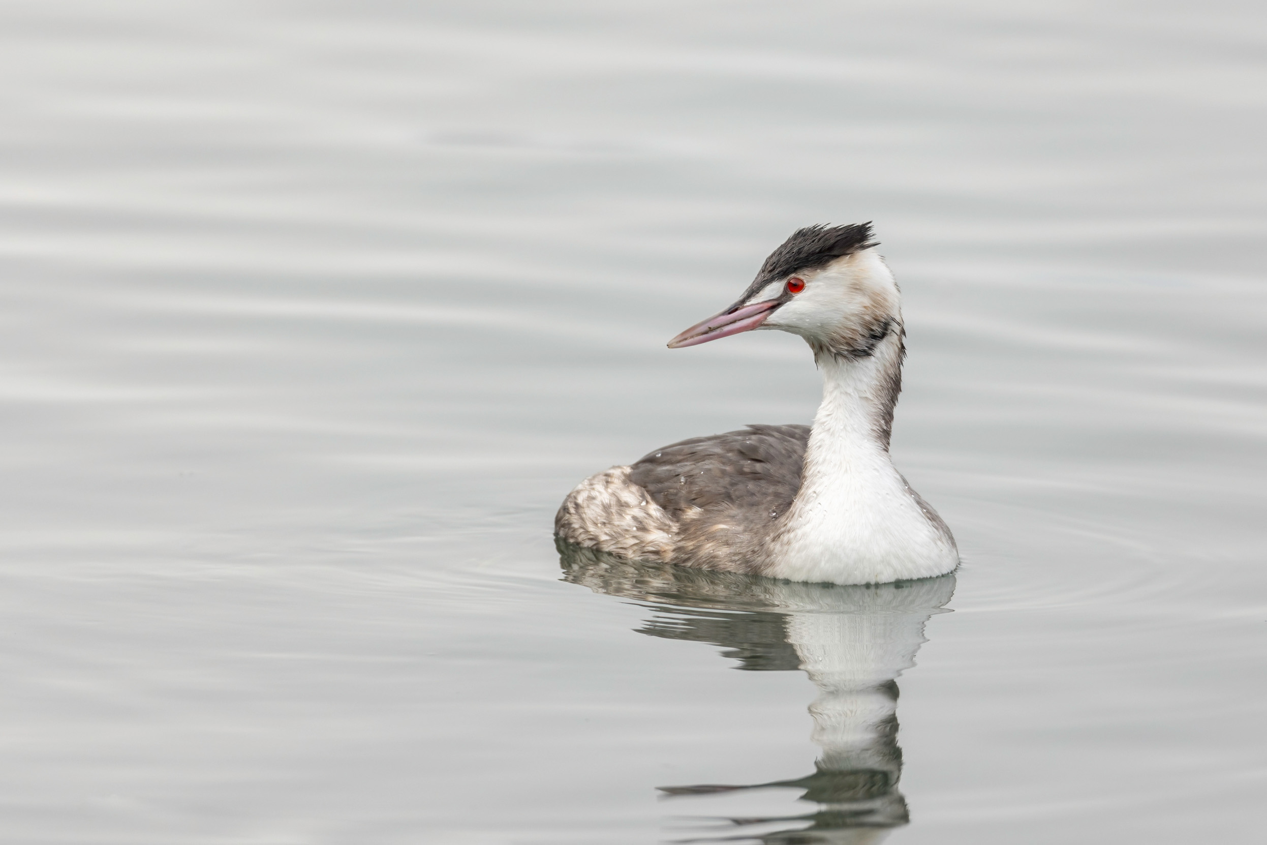 A Great Crested Grebe swimming in winter waters.