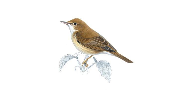 An illustration of a Marsh Warbler.