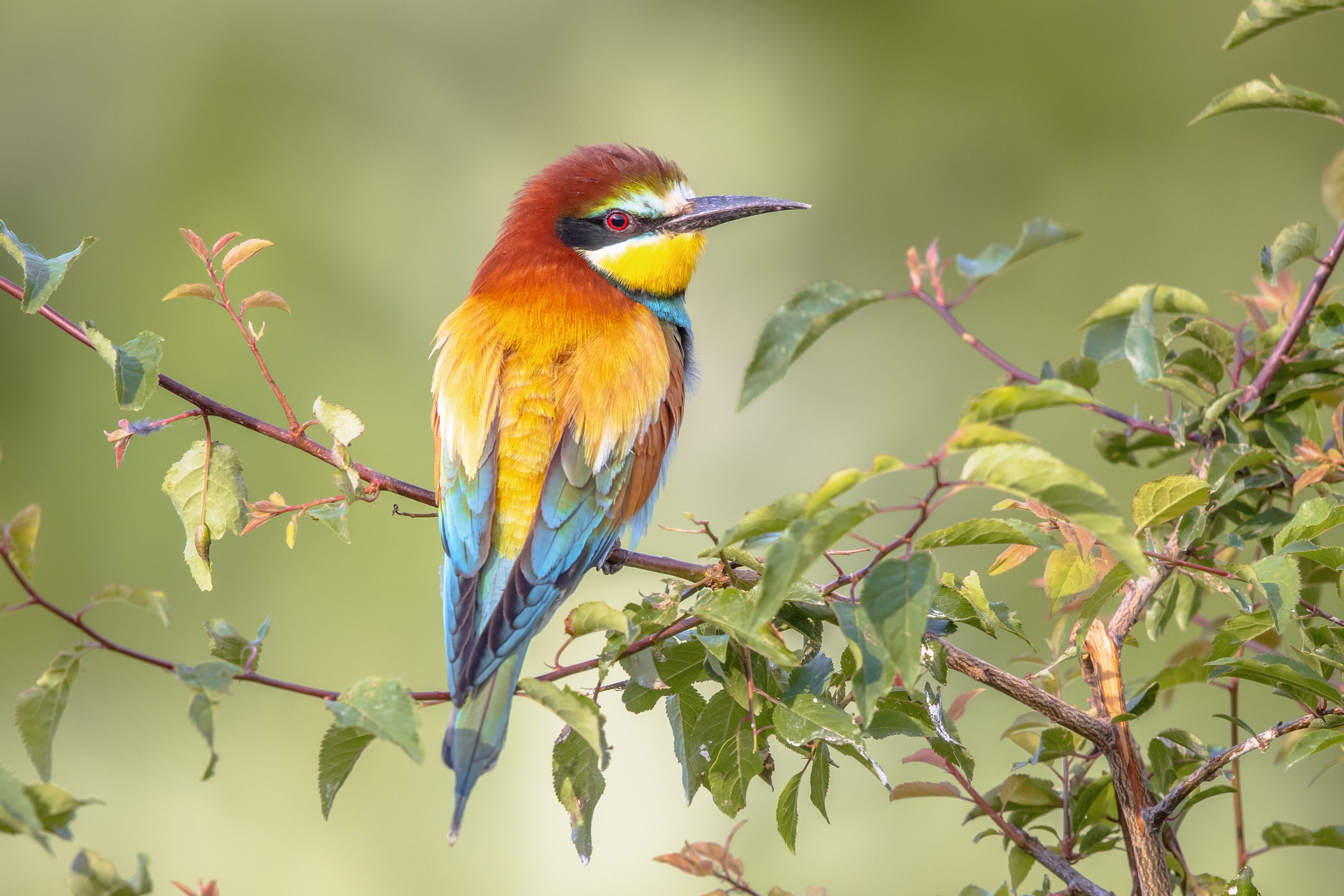 A lone Bee-Eater perched on a tree branch surrounded by green leaves.