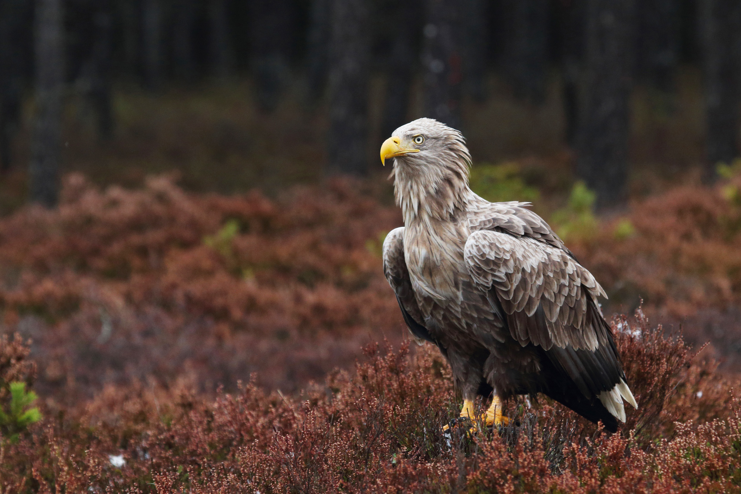 White-tailed eagle standing in a field of heather.